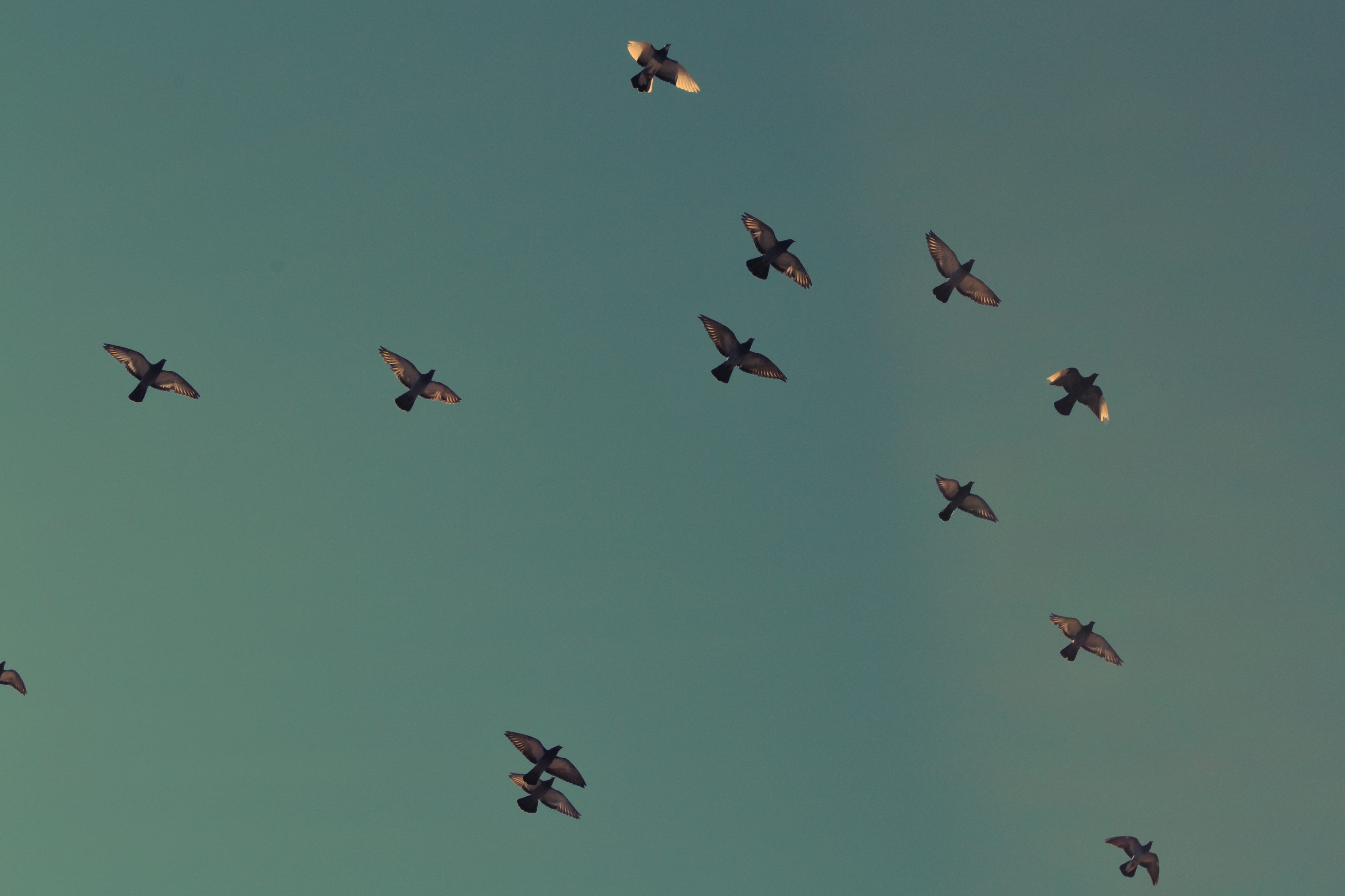 large Group Of Animals, wildlife, group Of Animals, freedom, butterfly - insect, black, low angle view, vertebrate, spread wings, outdoors, mid-air, clear sky, HD Wallpaper