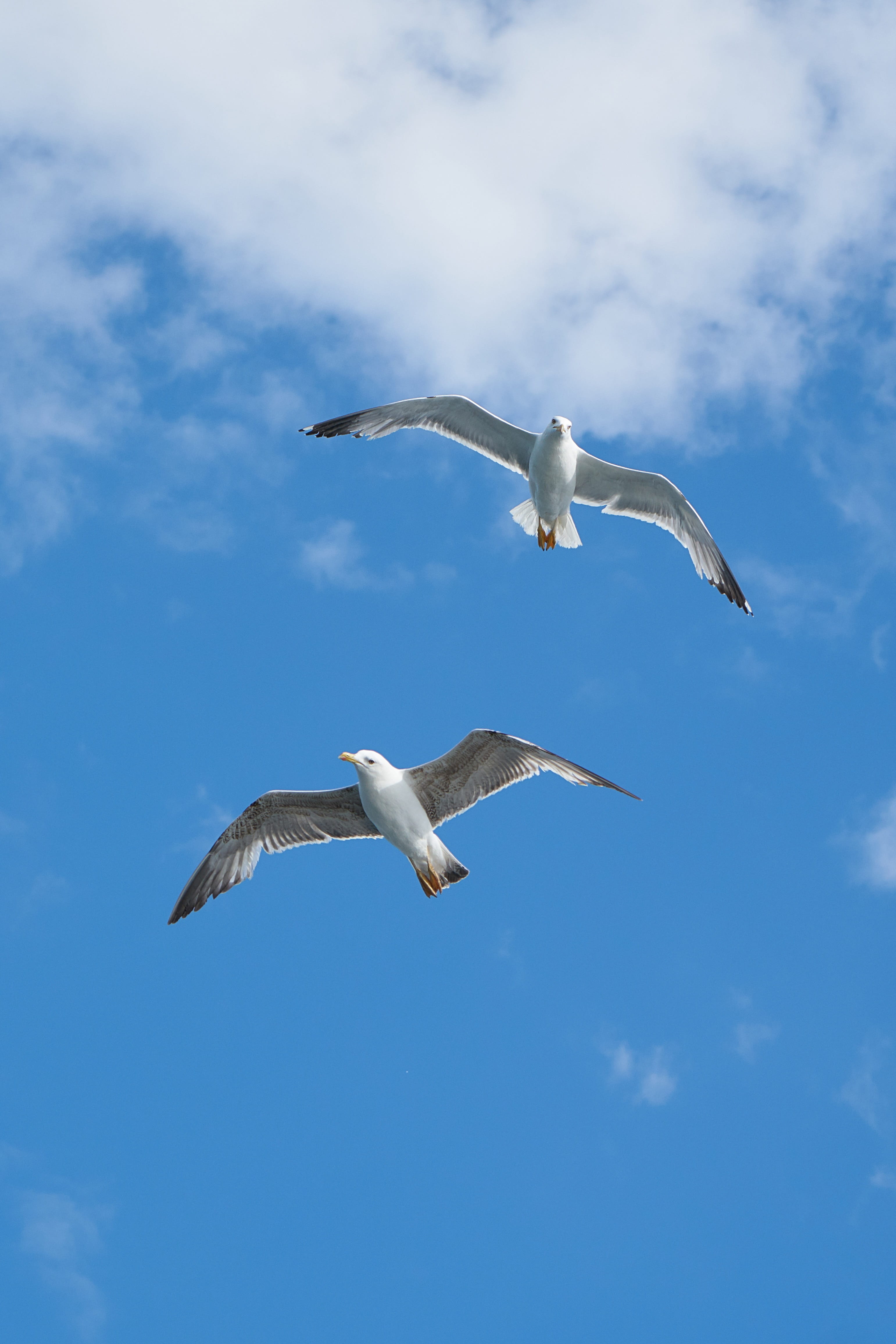 Bird, birds, group, mid-air, summer, 4K, nature, wings, animal portrait, animals in the wild, two animals, gray, Gulls, beautiful, animal themes, blue, Phone HD Wallpaper