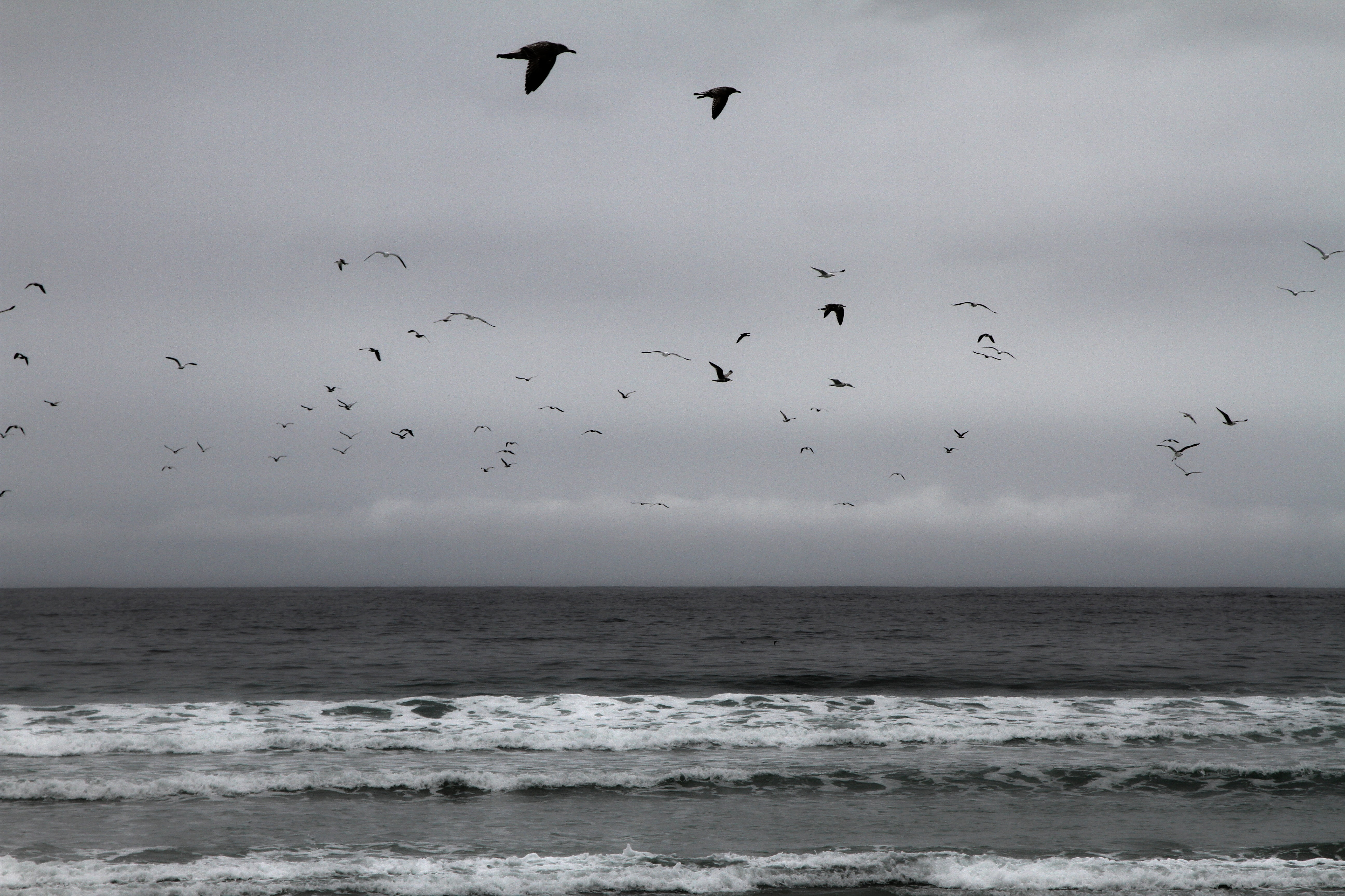 birds, near, sky, animal wildlife, body, mid-air, black and white, cloudy, seagull, vertebrate, motion, no people, photo, travel, animals in the wild, animal, HD Wallpaper