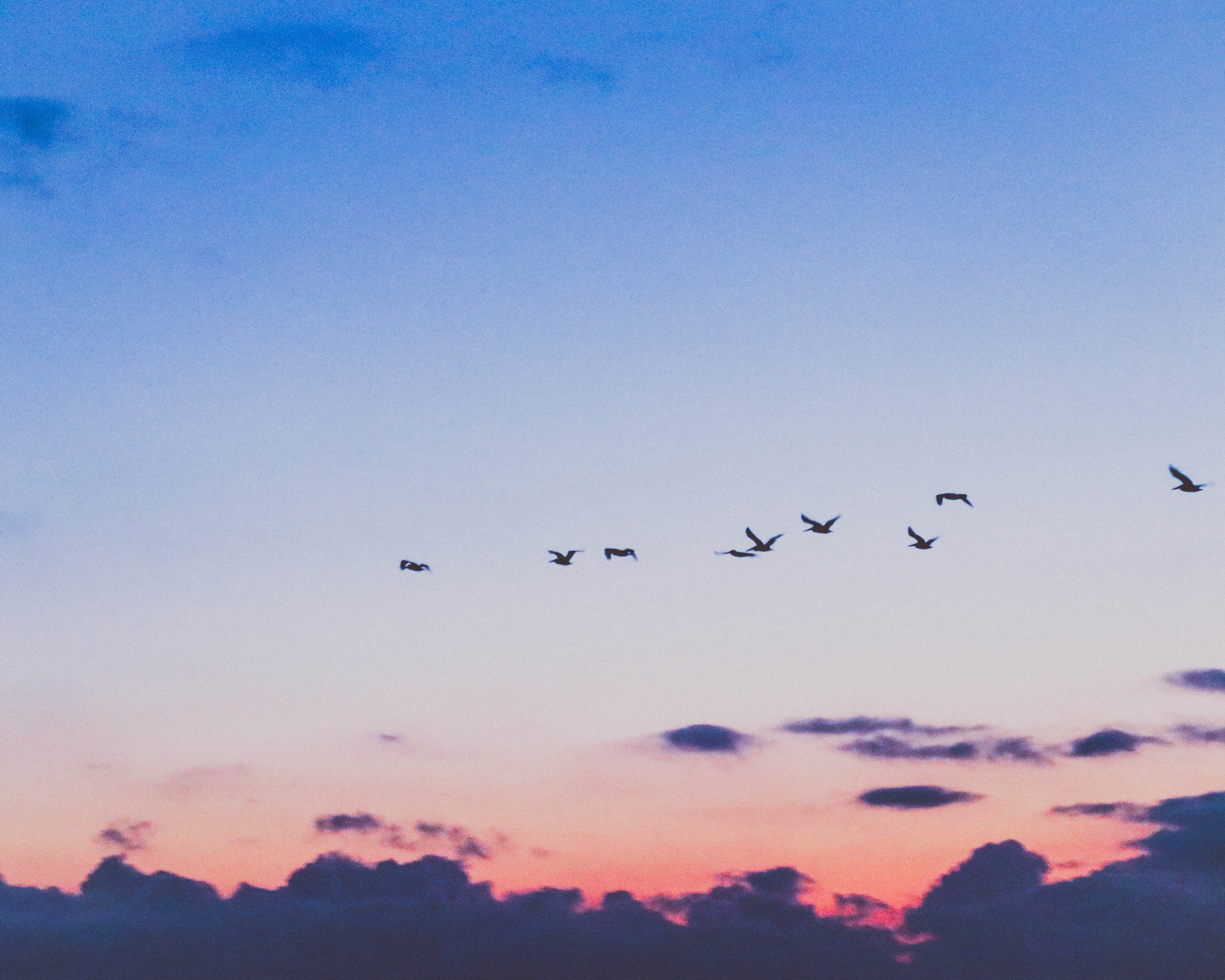 nature, animal, tranquility, sky, blue and red sky, no people, cloud, beauty in nature, flocks, 4K, cloud - sky, animals in the wild, animal wildlife, HD Wallpaper