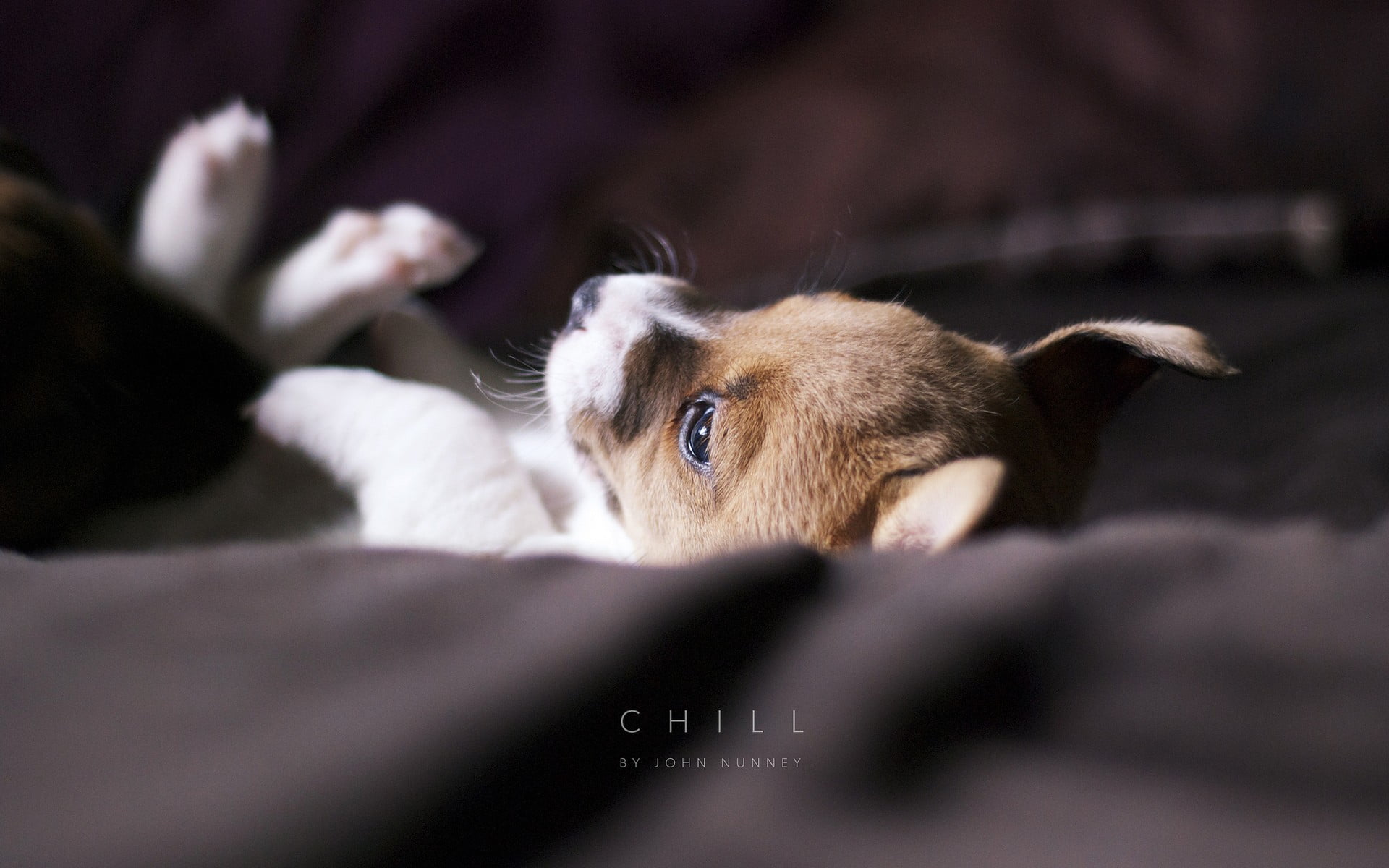 no people, dog, hair, depth of field, animal wildlife, typography, mammal, 1080P, puppies, selective focus, puppy, domestic, domestic animals, day, one animal, HD Wallpaper
