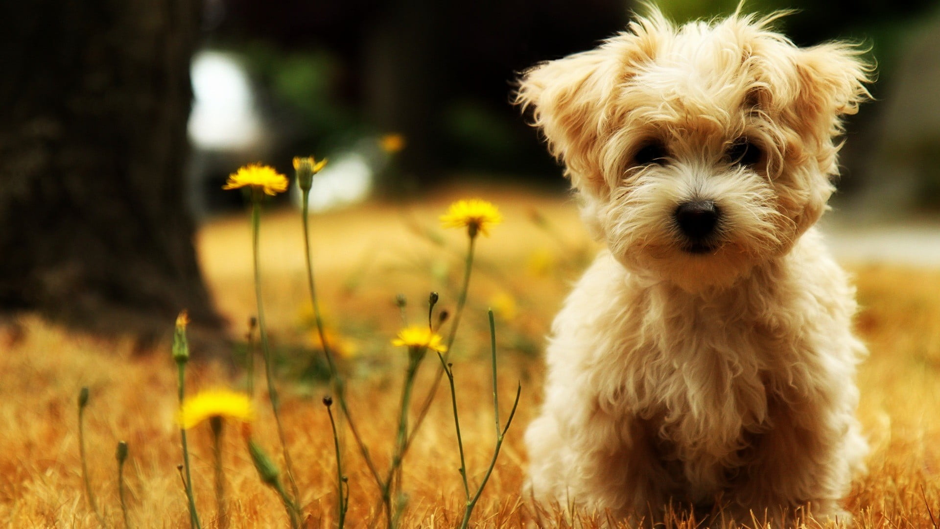 shih tzu, flower, animal, outdoors, 1080P, puppy, looking at camera, portrait, day, mammal, brown, dog, long, no people, small, coated, flowering plant, HD Wallpaper