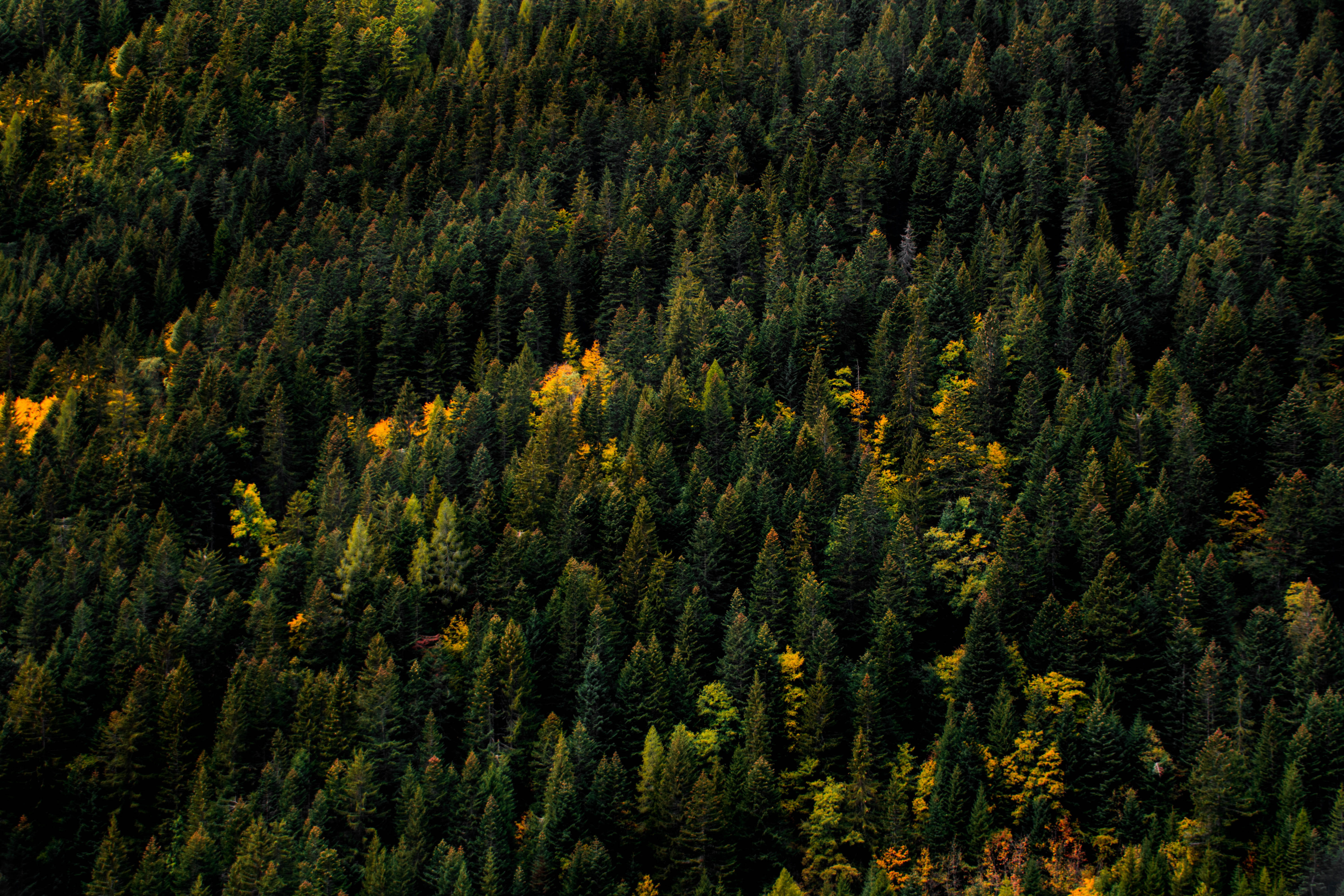 5K, orange, plant, scenics - nature, outdoors, woodland, switzerland, coniferous tree, lush foliage, hd, autumn, pine woodland, growth, HD Wallpaper