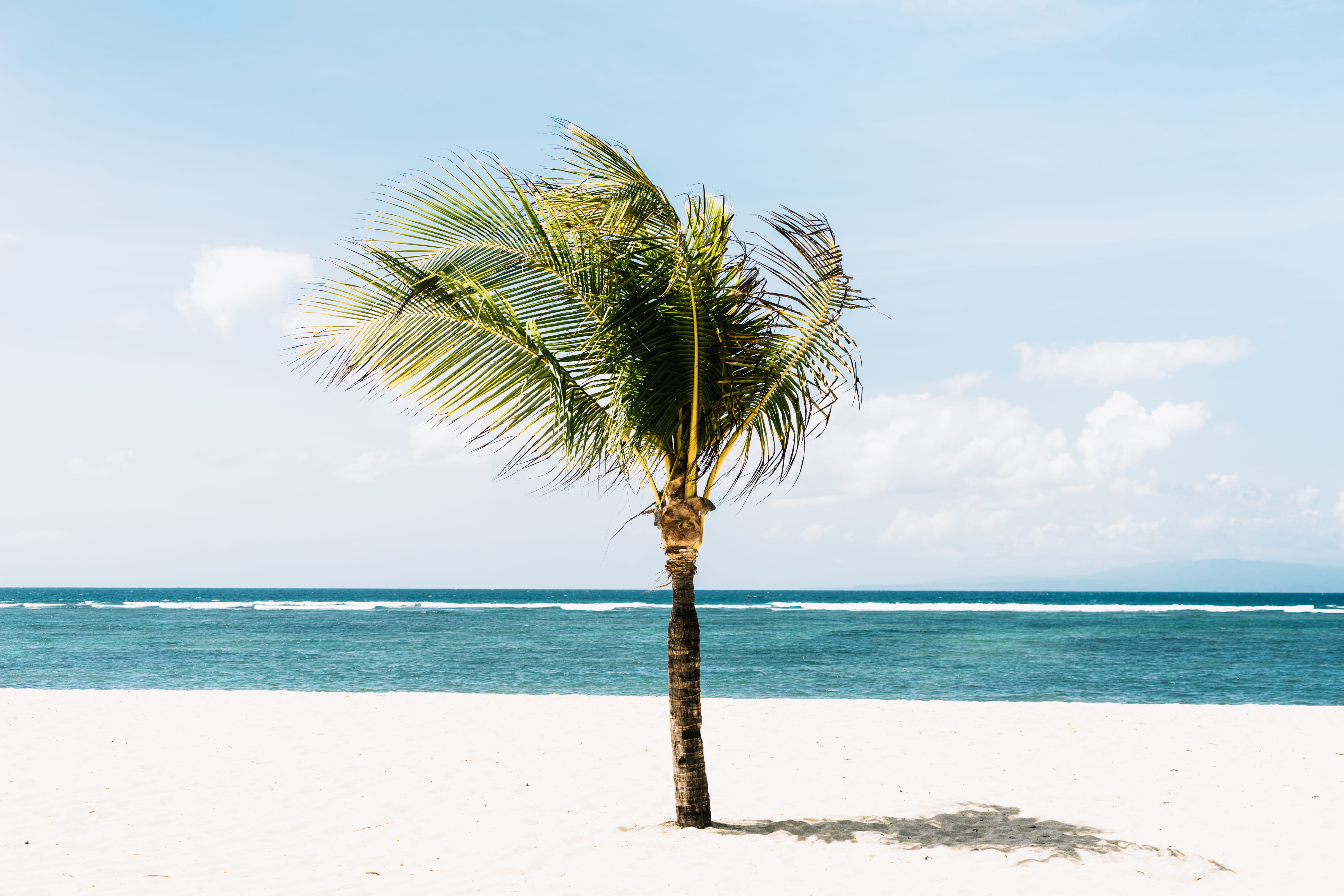 beauty in nature, summer time, ocean, coconut palm tree, tropical climate, turquoise colored, beach, plant, outdoors, sky, minimal, background, HD Wallpaper