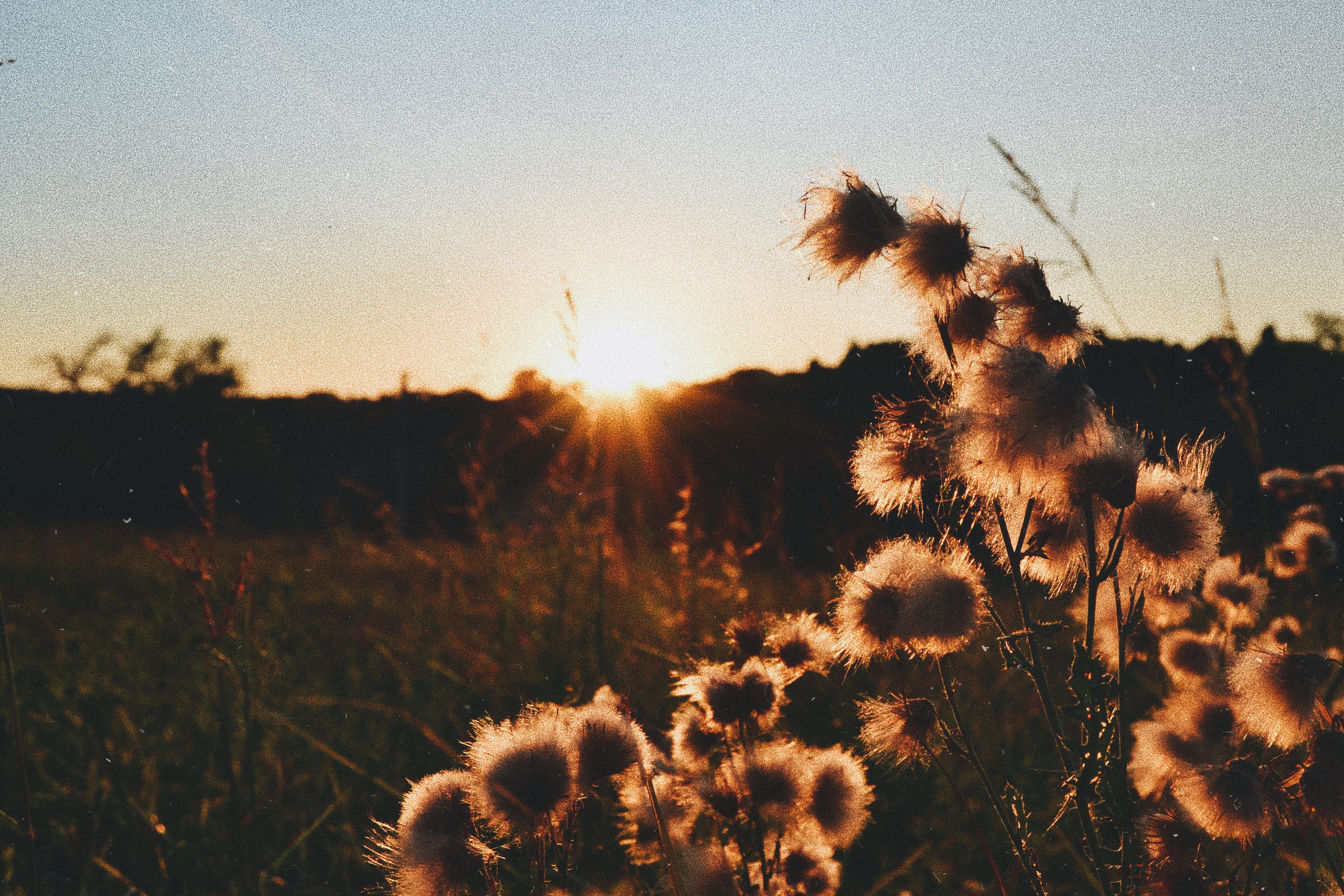 wilderness, 4K, land, plant, sunset, dandelion, sunset lover, summer, romantic, tranquility, close-up, dandelions, vulnerability, italy, sunrise, blossom, HD Wallpaper