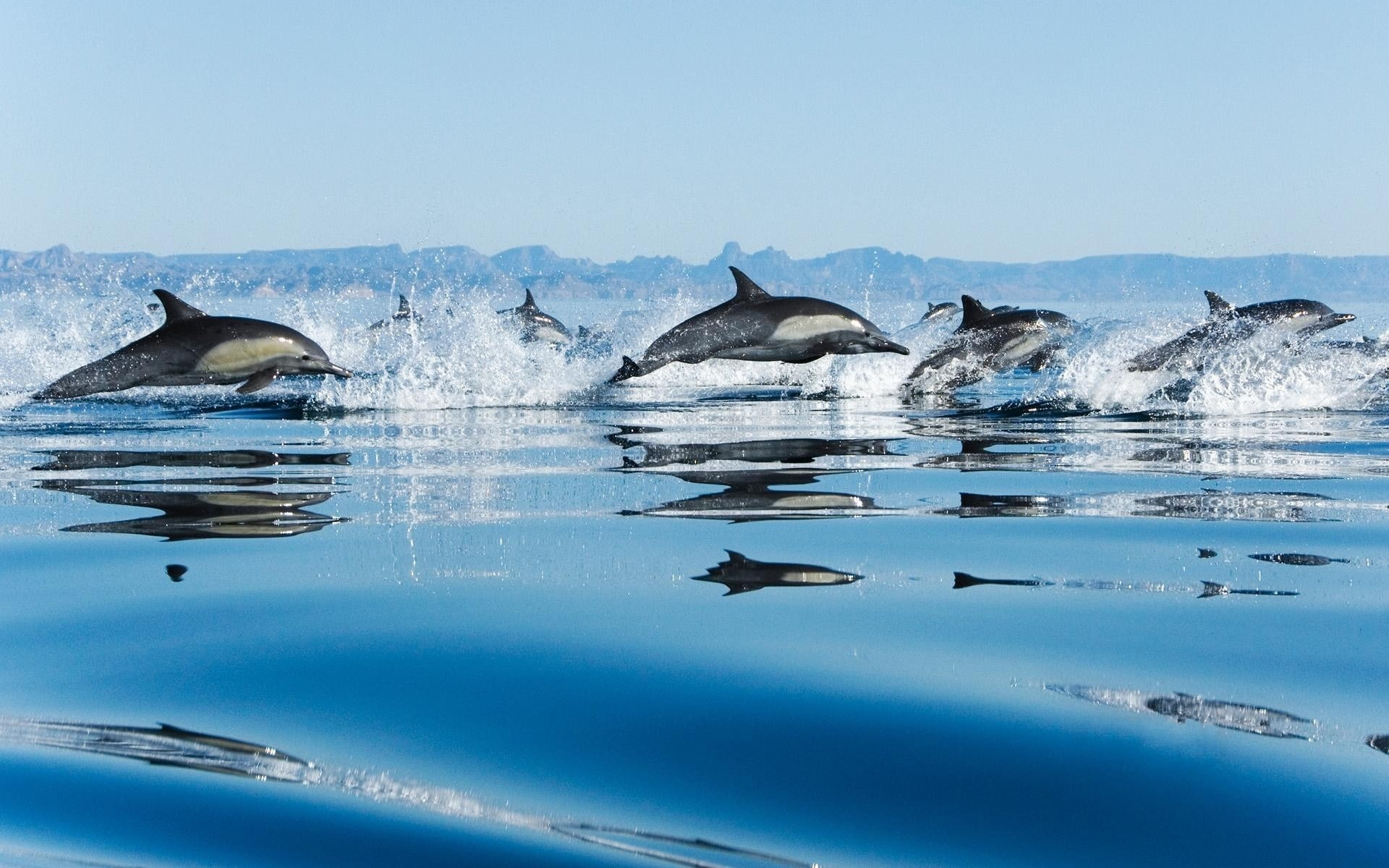 animals, 1080P, dolphin, HD Wallpaper