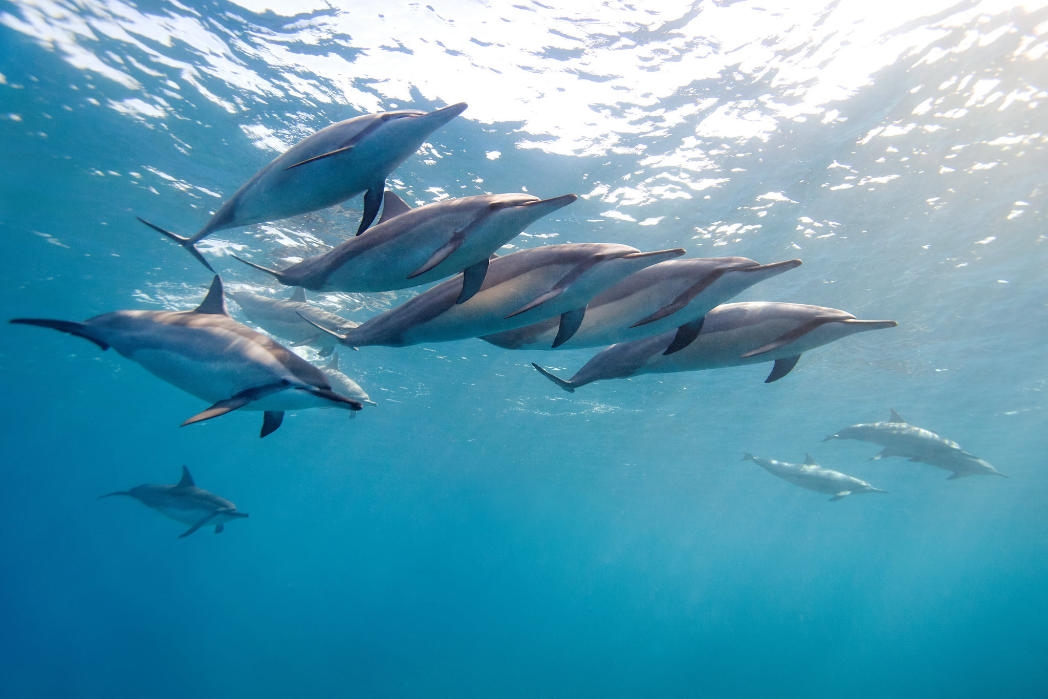 vertebrate, nature, ocean, animal wildlife, hawaii, dolphins, animal, group Of Animals, marine, tropical Climate, flock, aquatic mammal, sea, scuba Diving, HD Wallpaper