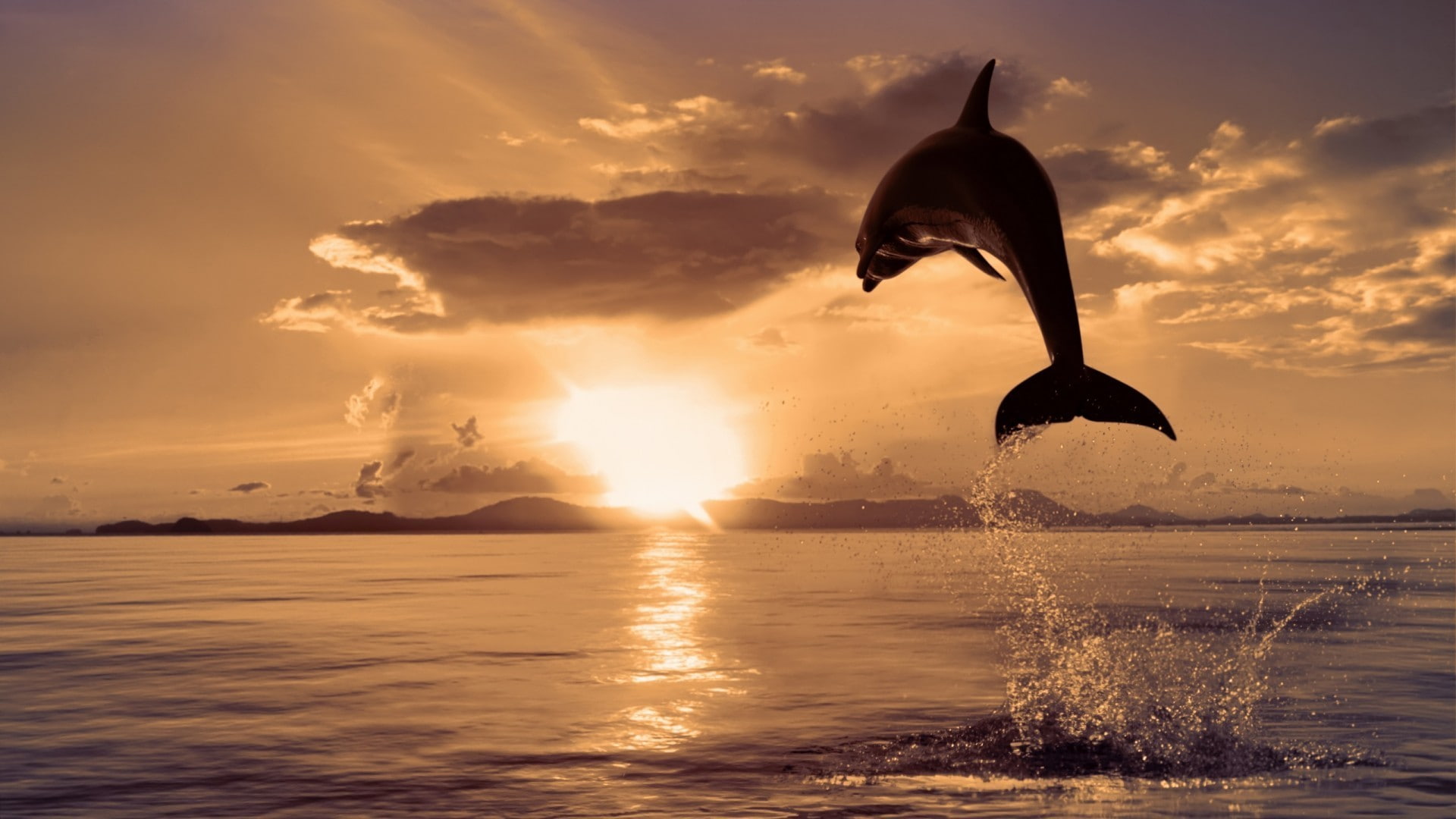 splashing, outdoors, sun, waterfront, sea, animals in the wild, orange color, water, sunlight, sunset, nature, sky, one animal, dolphin, animal themes, HD Wallpaper
