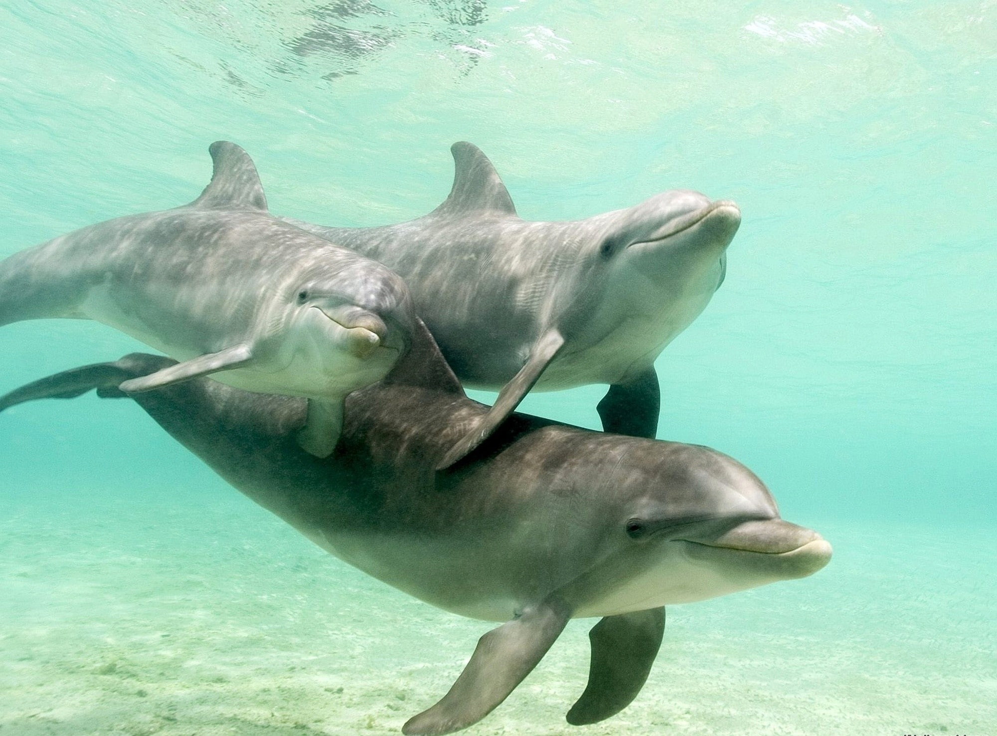 1080P, animals, dolphin, HD Wallpaper