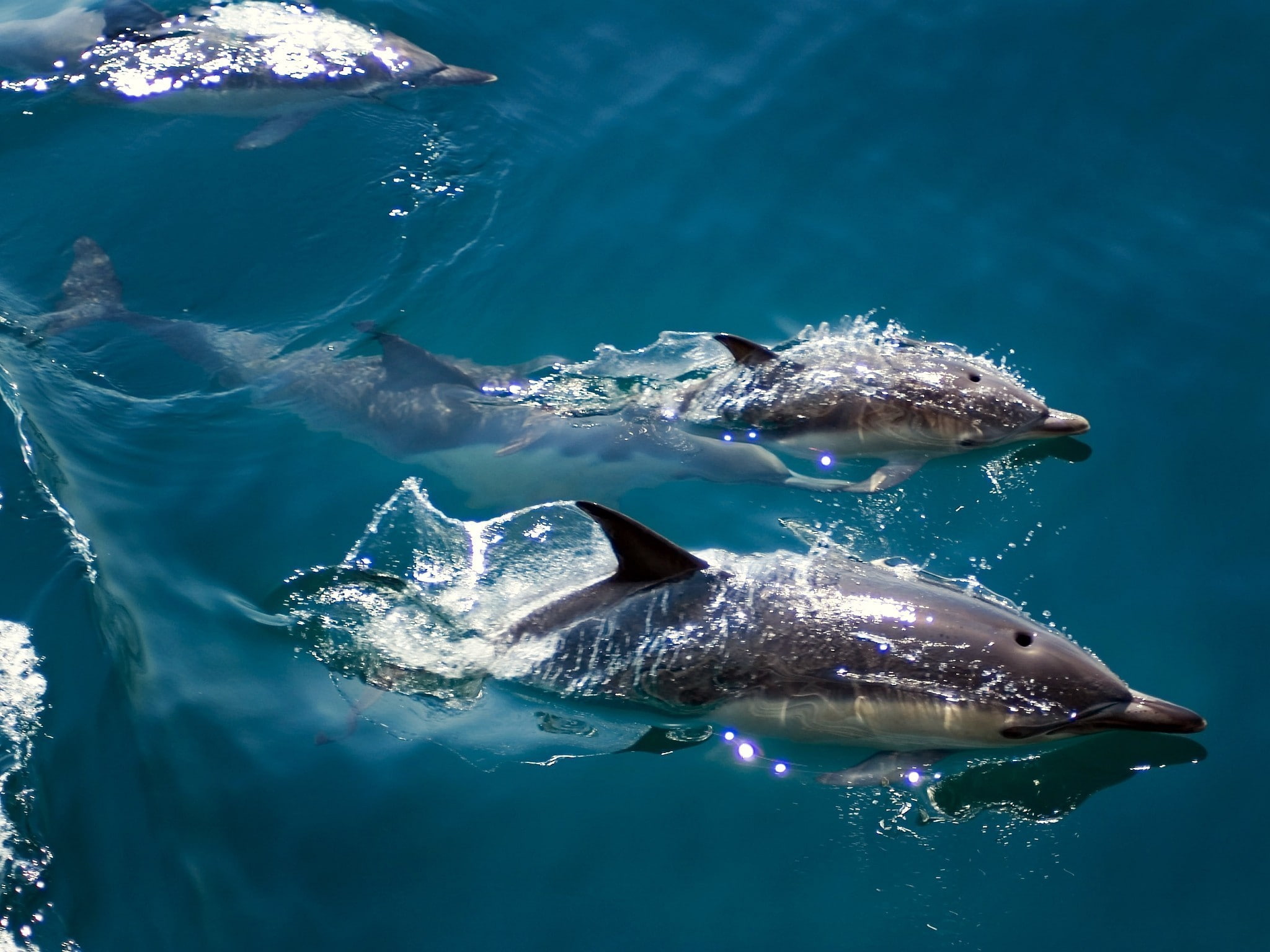 turquoise colored, aquatic mammal, no people, dolphin, marine, sea life, swimming, animals in the wild, waterfront, nature, animal wildlife, underwater, HD Wallpaper