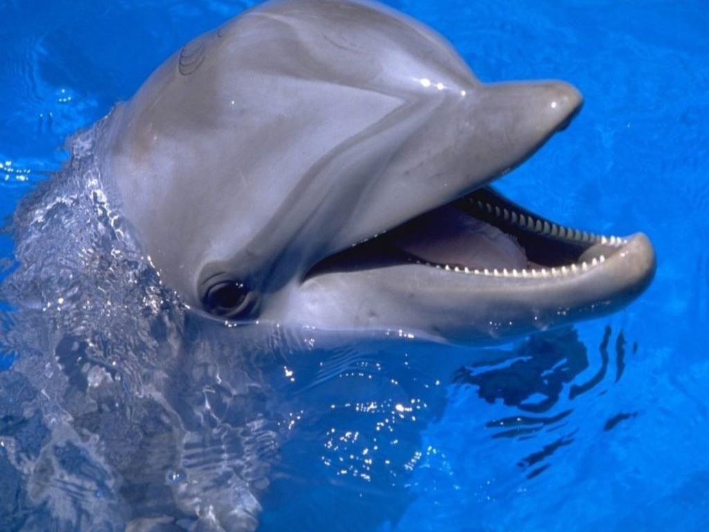 dolphin, 480P, animals, HD Wallpaper