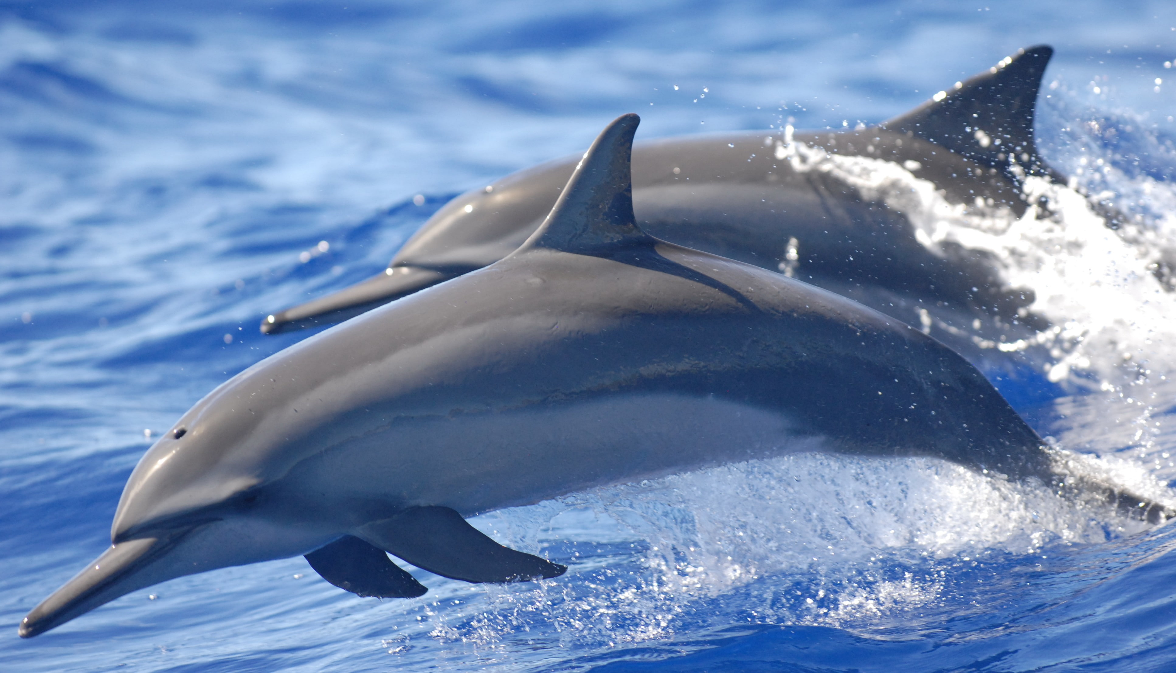 motion, 4K, animal wildlife, outdoors, blue, animals in the wild, water, animal body part, animal themes, mammal, no people, animal, underwater, vertebrate, HD Wallpaper