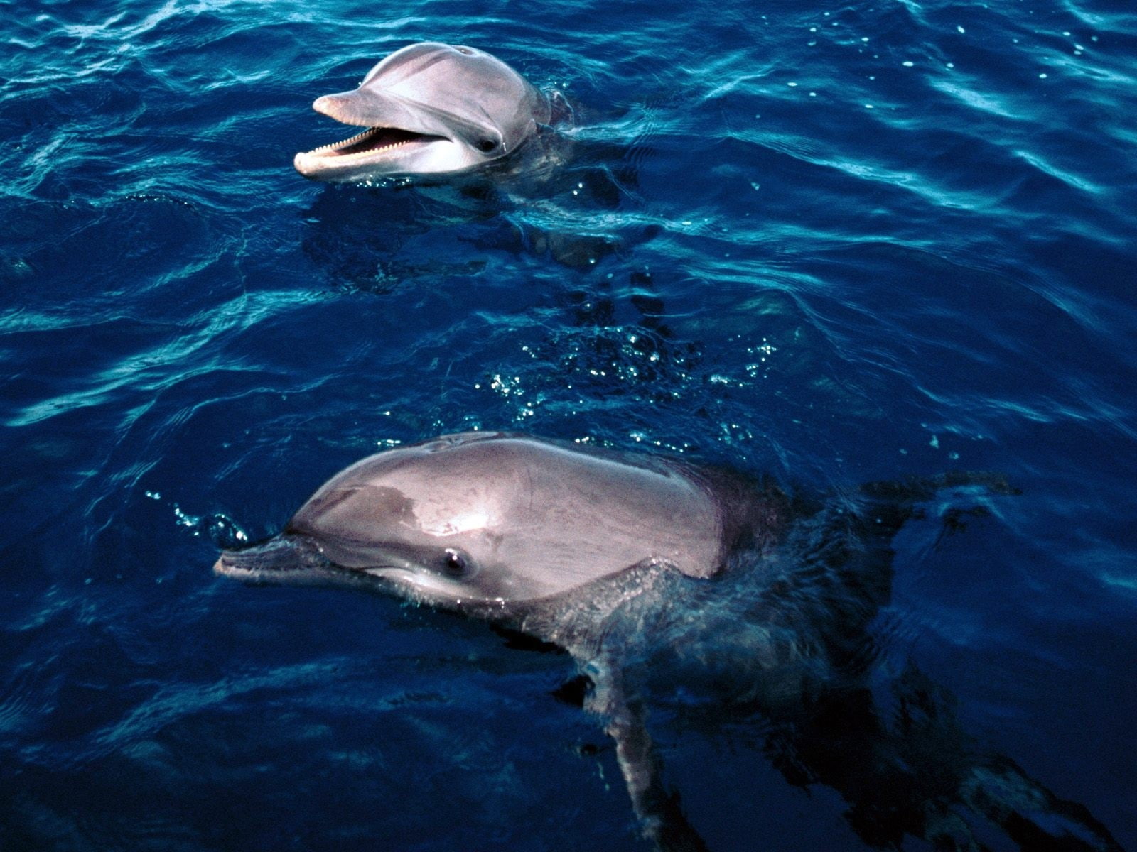 underwater, 720P, dolphin, sea, HD Wallpaper