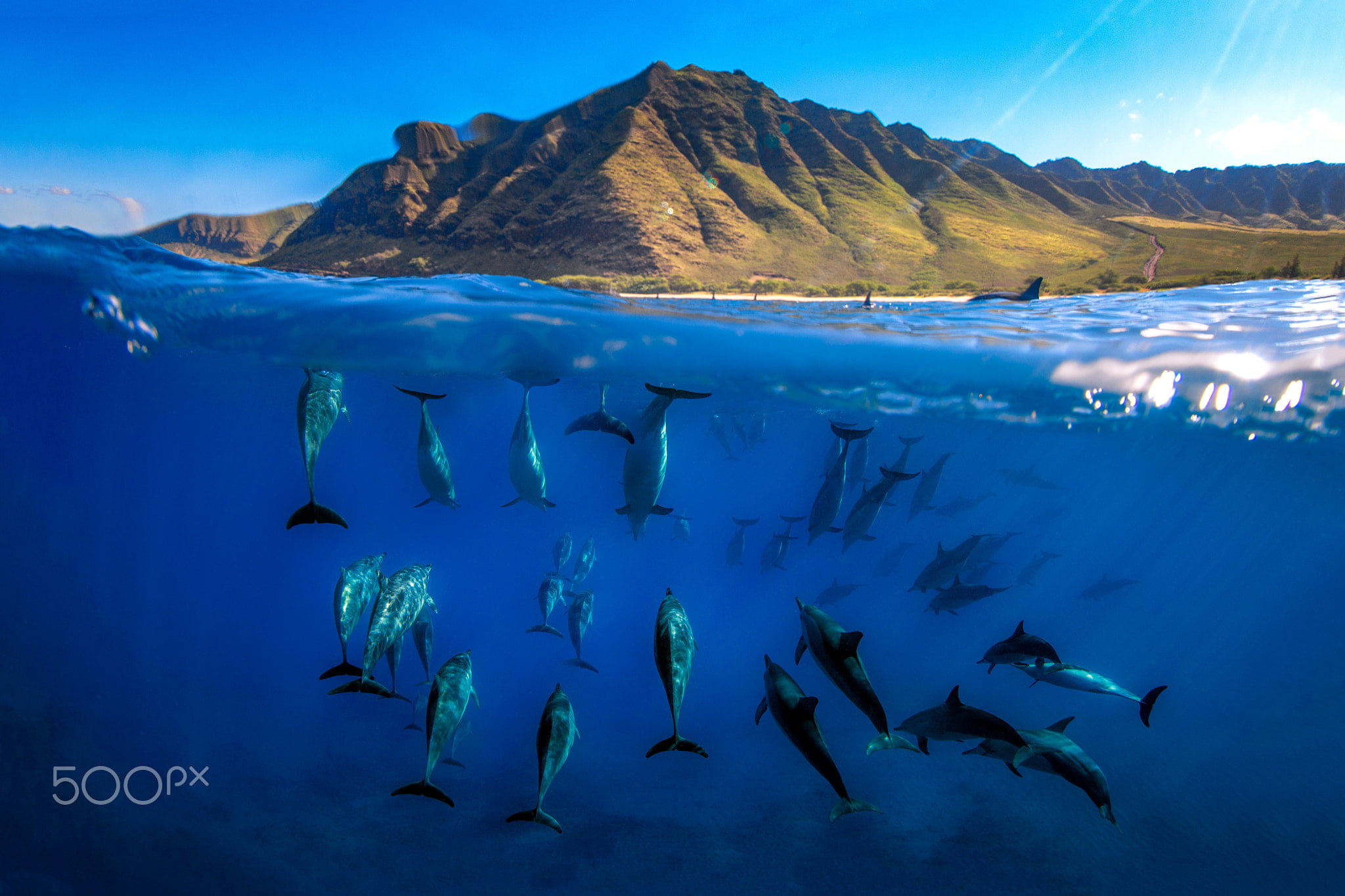 animal wildlife, marine, dolphin, no people, water, nature, school of fish, animal themes, 1080P, fish, beauty in nature, vertebrate, underwater, animals in the wild, HD Wallpaper