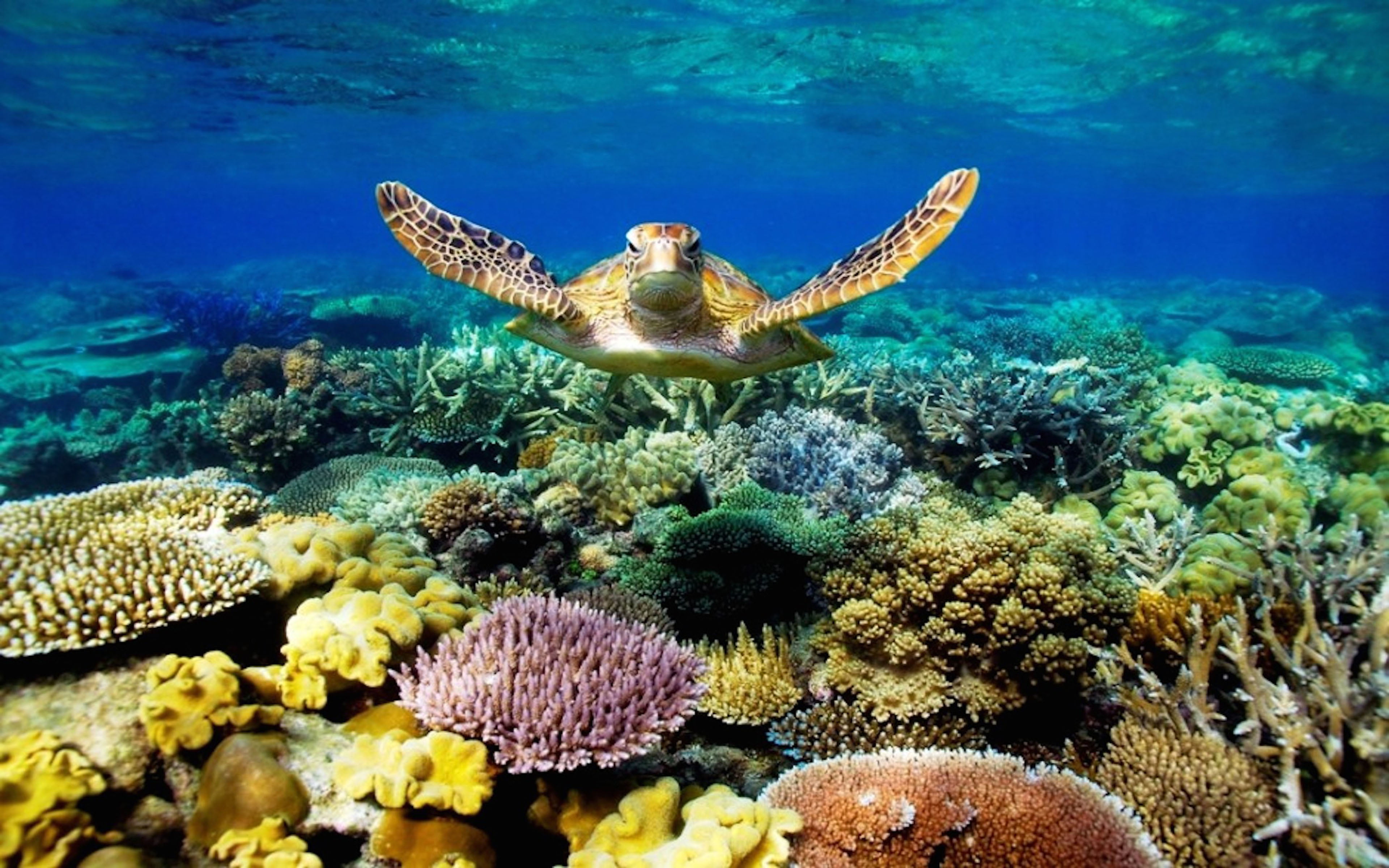turquoise colored, sea, water, animal, animal themes, invertebrate, animals in the wild, coral, animal wildlife, 4K, mobile, hd, reef, sea life, HD Wallpaper