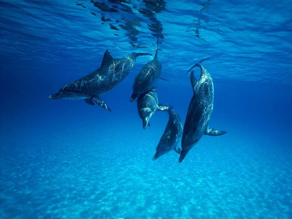 gray, fish, sunshine, 480P, blue, animal, sea, dolphins, HD Wallpaper