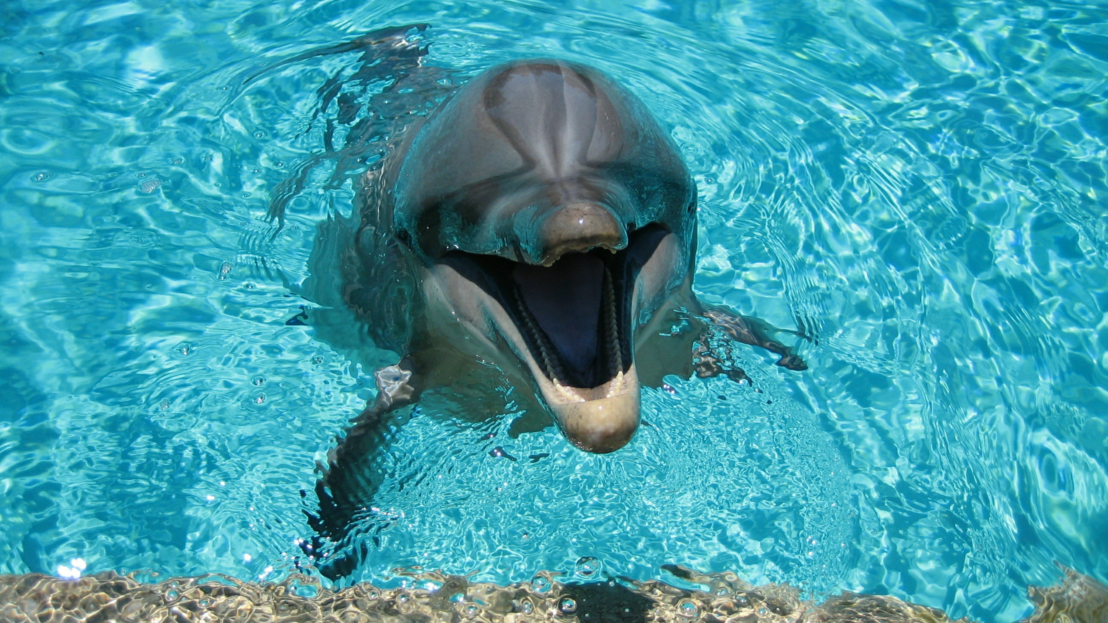 nature, marine mammal, aquatic mammal, high angle view, animal wildlife, sea, animal, vertebrate, day, animal teeth, animal themes, pool, mouth open, turquoise colored, HD Wallpaper
