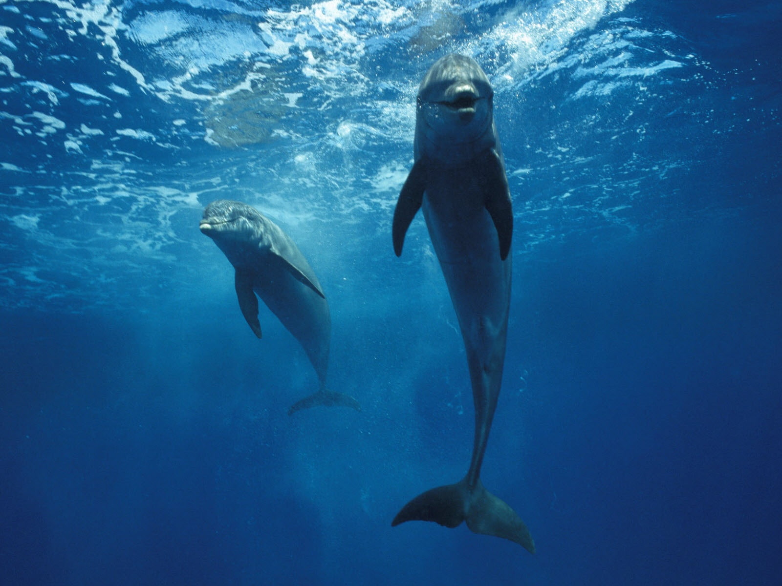 blue, seawater, dolphin, animal, fish, photography, 720P, sea, HD Wallpaper