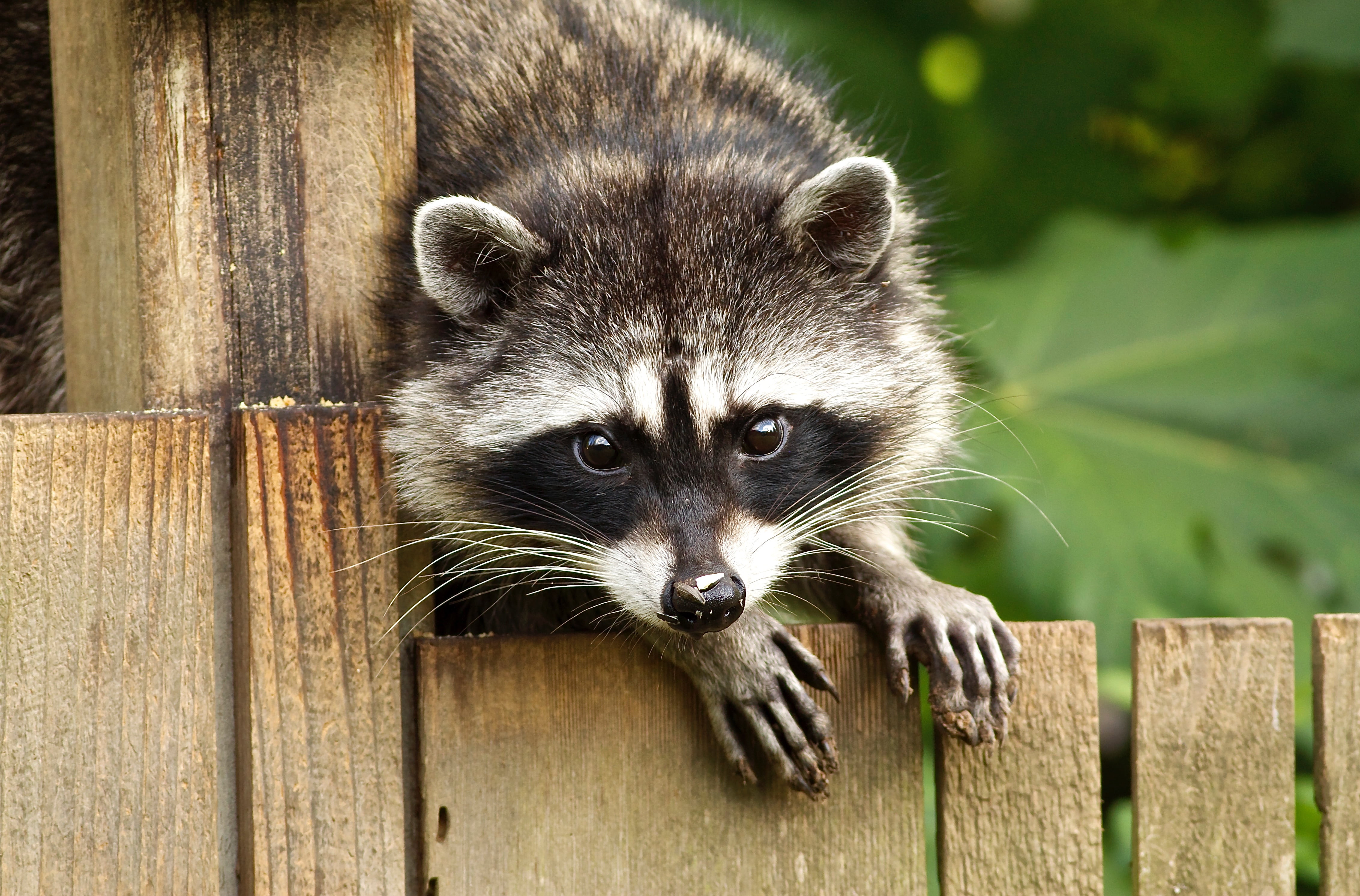 brown, mammal, pallet, wooden, cute, wildlife, 4K, animal, gray, raccoon, nature, HD Wallpaper
