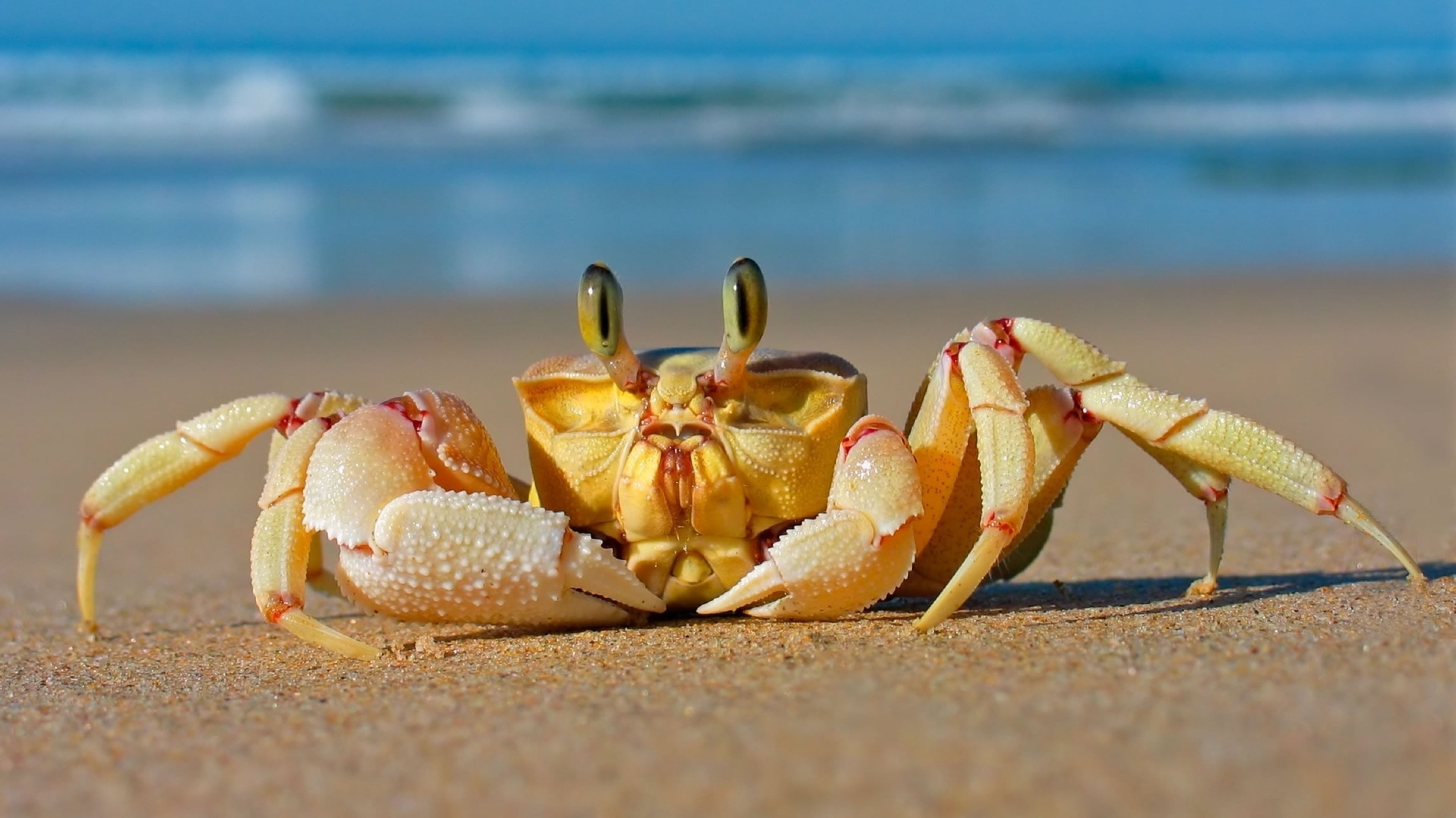 close-up, nature, water, animal, animals, beach, sea, animal themes, hd, one animal, shell, land, no people, outdoors, sea life, sand, animal wildlife, HD Wallpaper