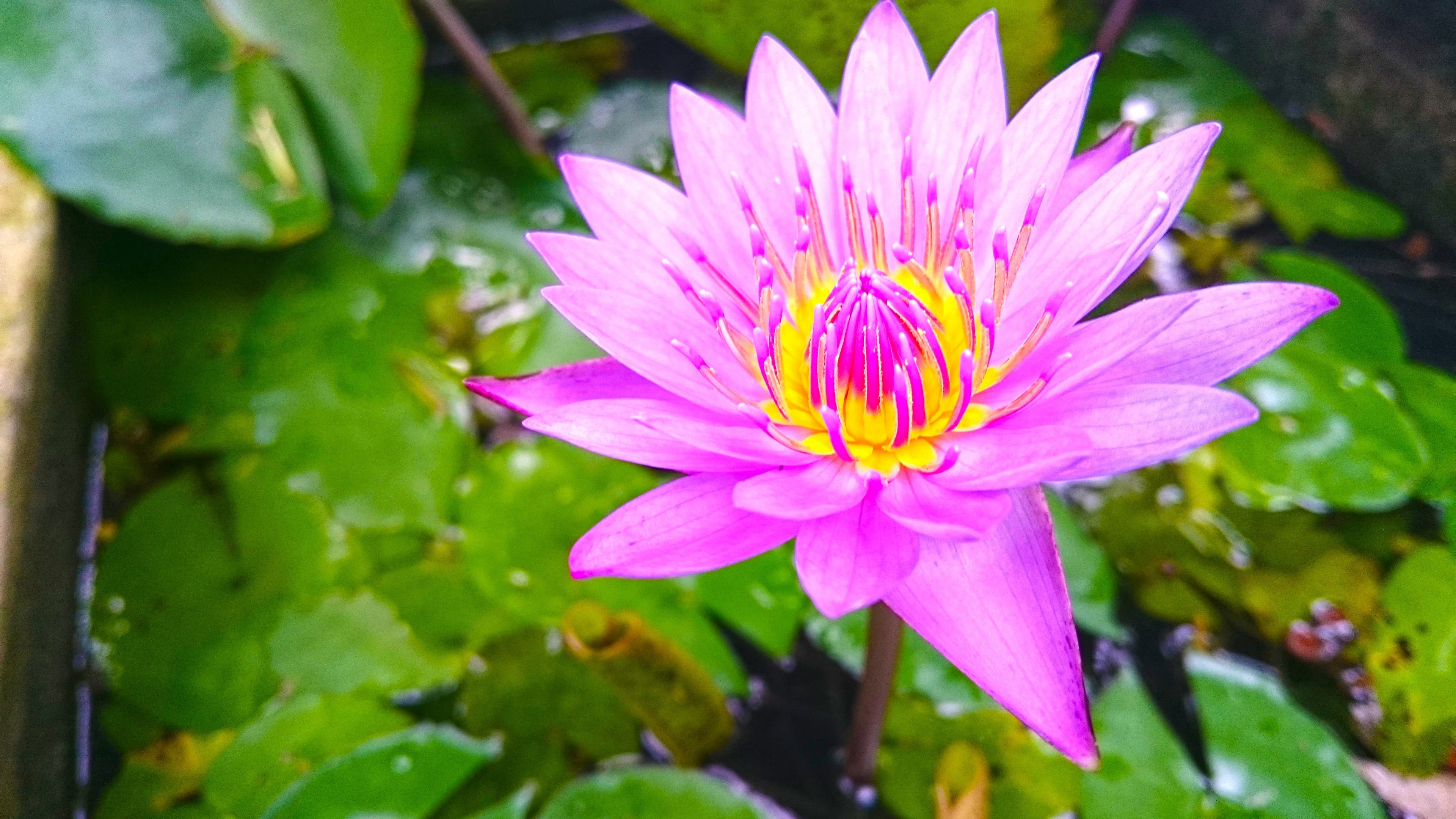 hd, petal, nature, lanka, pond, vulnerability, water lily, no people, purple, laptop, flowers, growth, lotus, springtime, pollen, lotus water lily, freshness, HD Wallpaper
