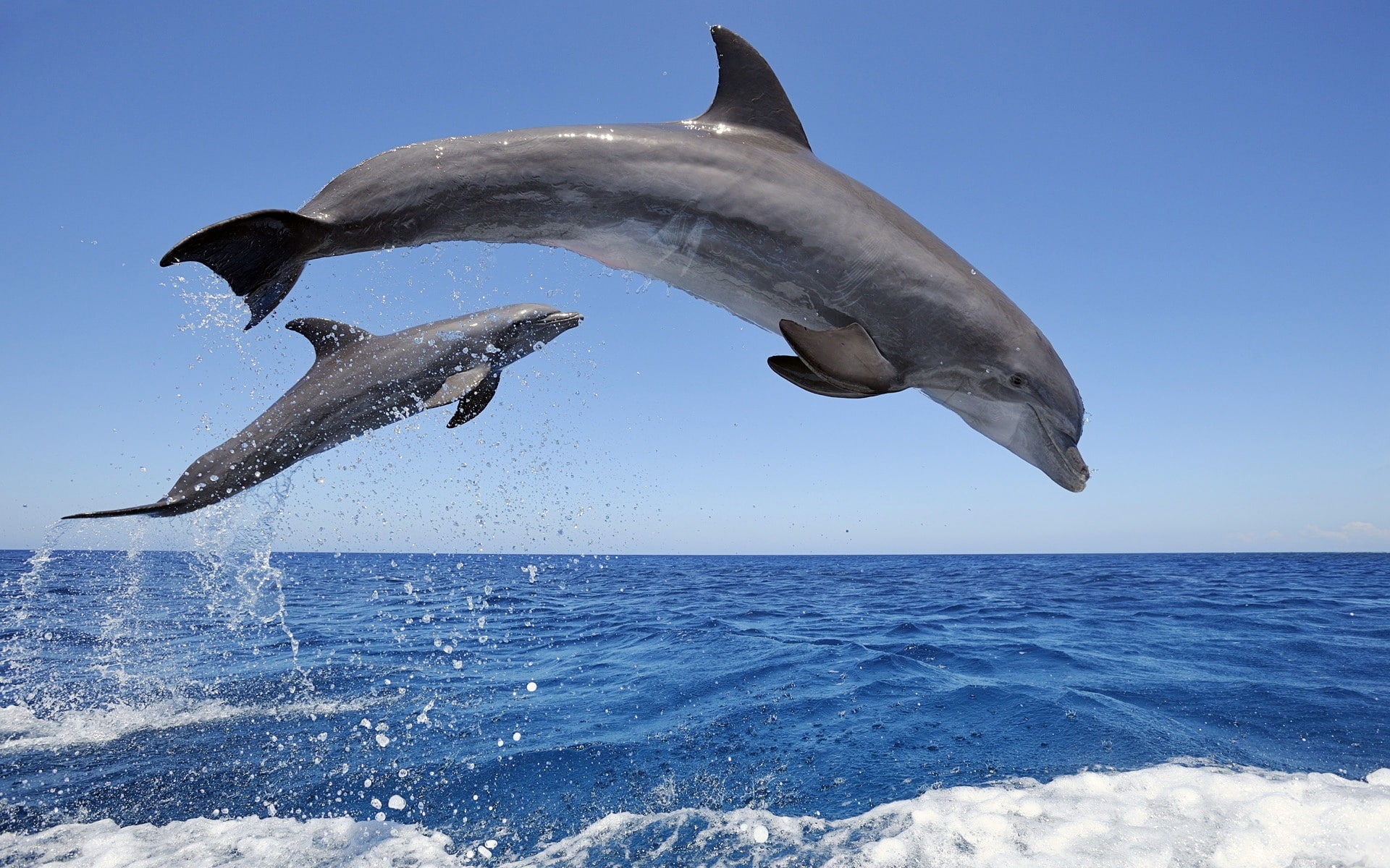 Horizon, Water, Dolphins, Spray, Jumping, 1080P, Sky, HD Wallpaper