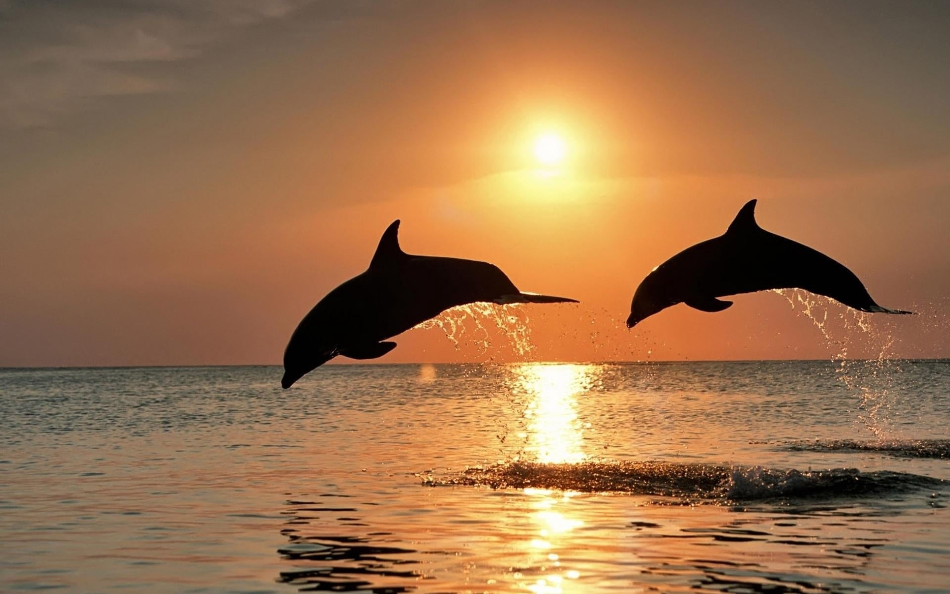 reflection, jump, vertebrate, two, no people, sea, wildlife, sun, beauty In Nature, fun, back Lit, freedom, blue, horizon Over Water, water, beach, flying, HD Wallpaper