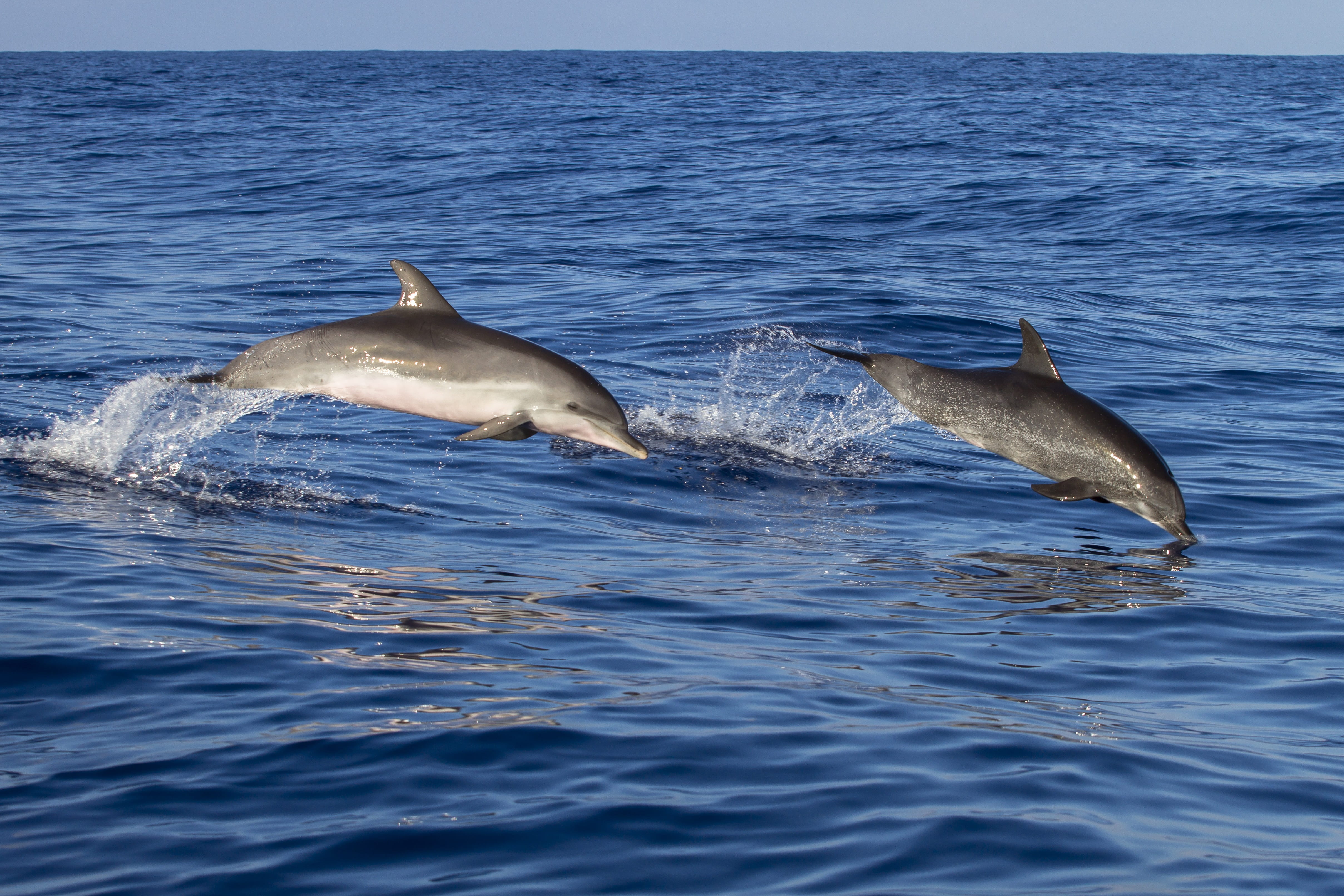 aquatic mammal, sea life, two, 4K, daytime, pinball, nature, madeira, jumping, gray, ocean, group of animals, jump, fish, underwater, water, sea, wildlife observation, HD Wallpaper