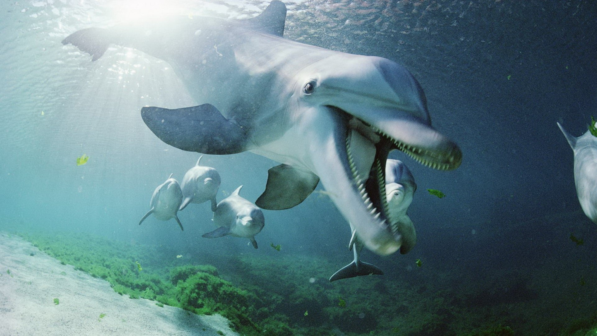 hd, dolphins, ocean, fish, animals, 1080P, HD Wallpaper