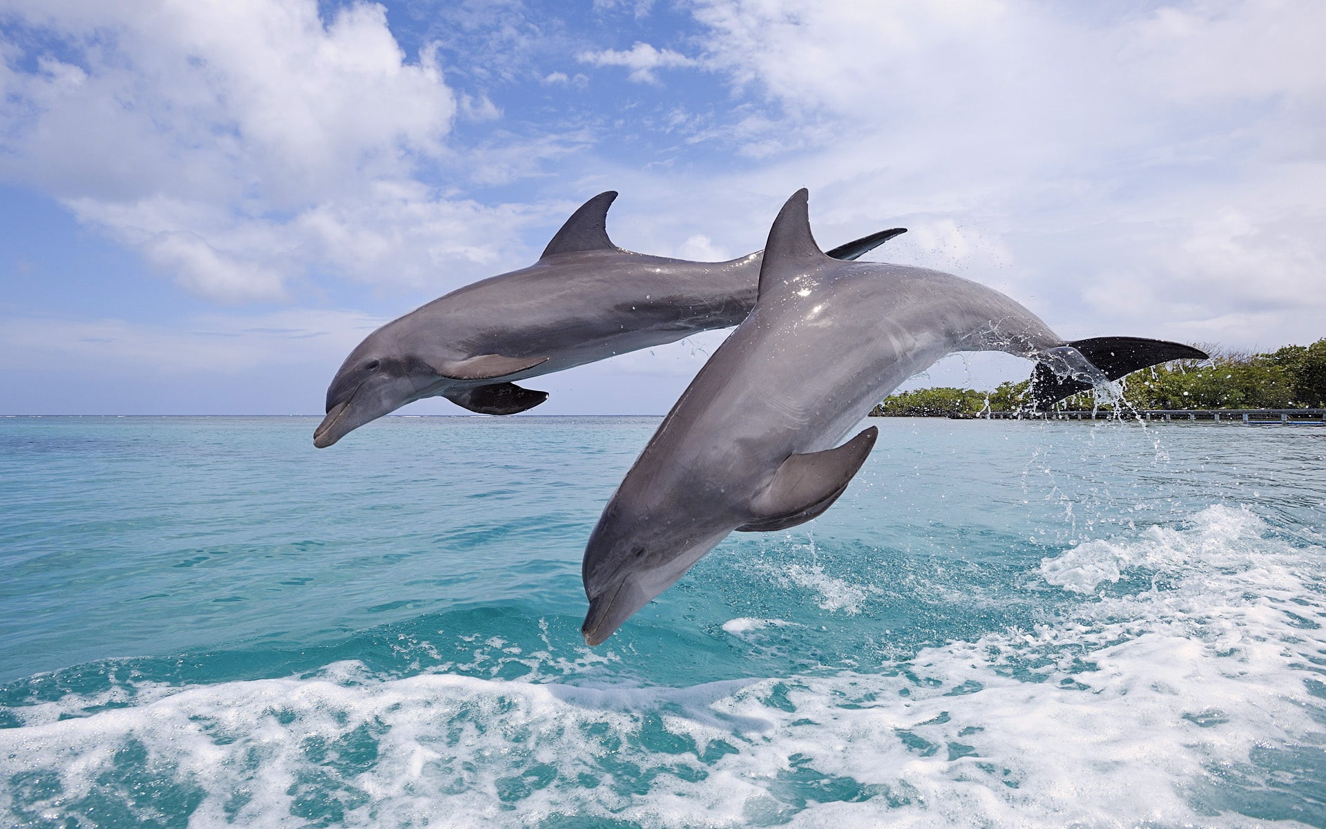 Beautiful, Honduras, Bay, 1080P, Jumping, bottlenose, Island, Dolphins, HD Wallpaper