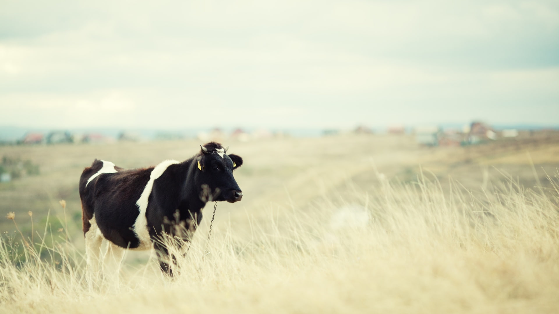 animals, cow, hd, 1080P, HD Wallpaper
