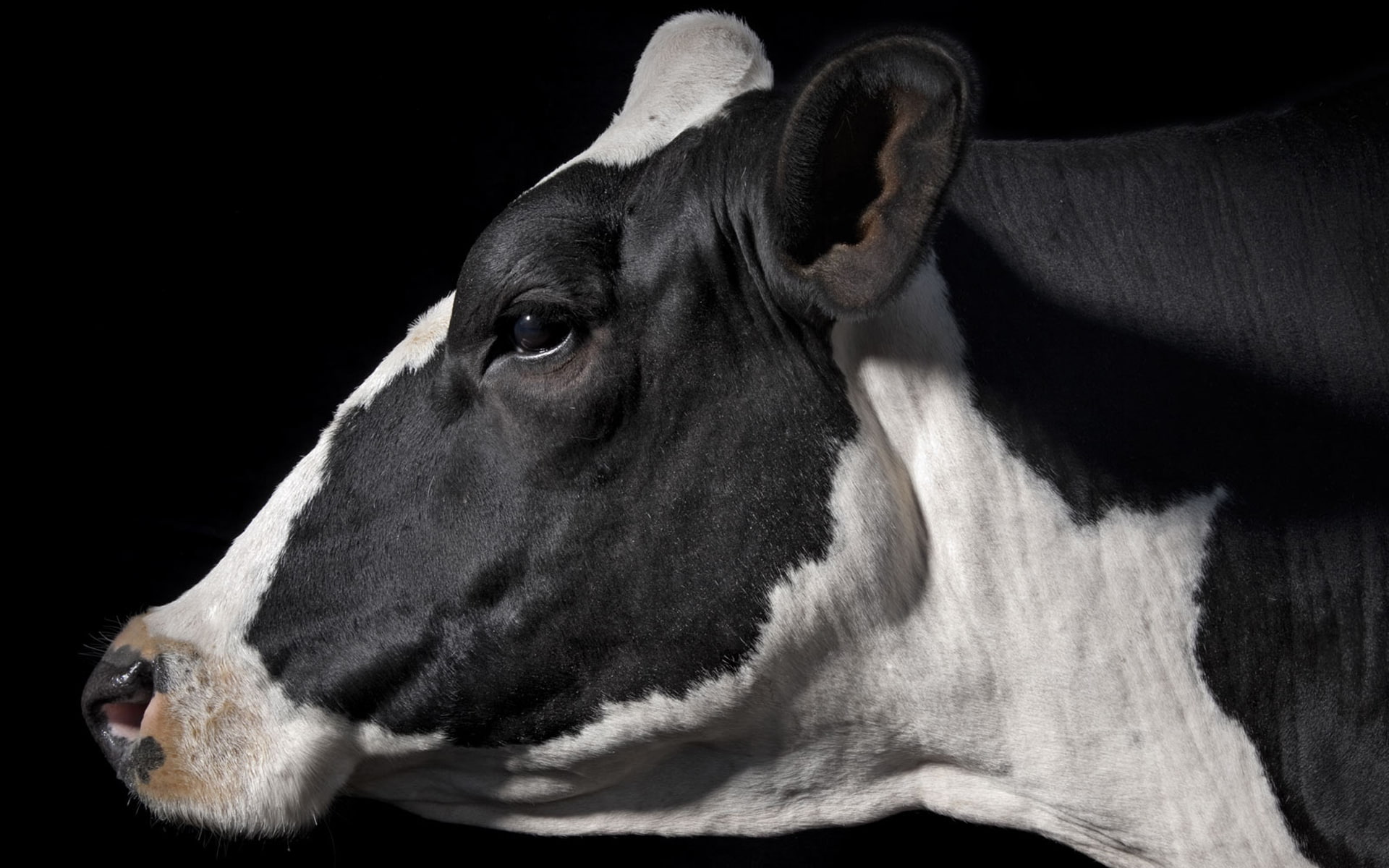 hd, 1080P, animals, cow, HD Wallpaper