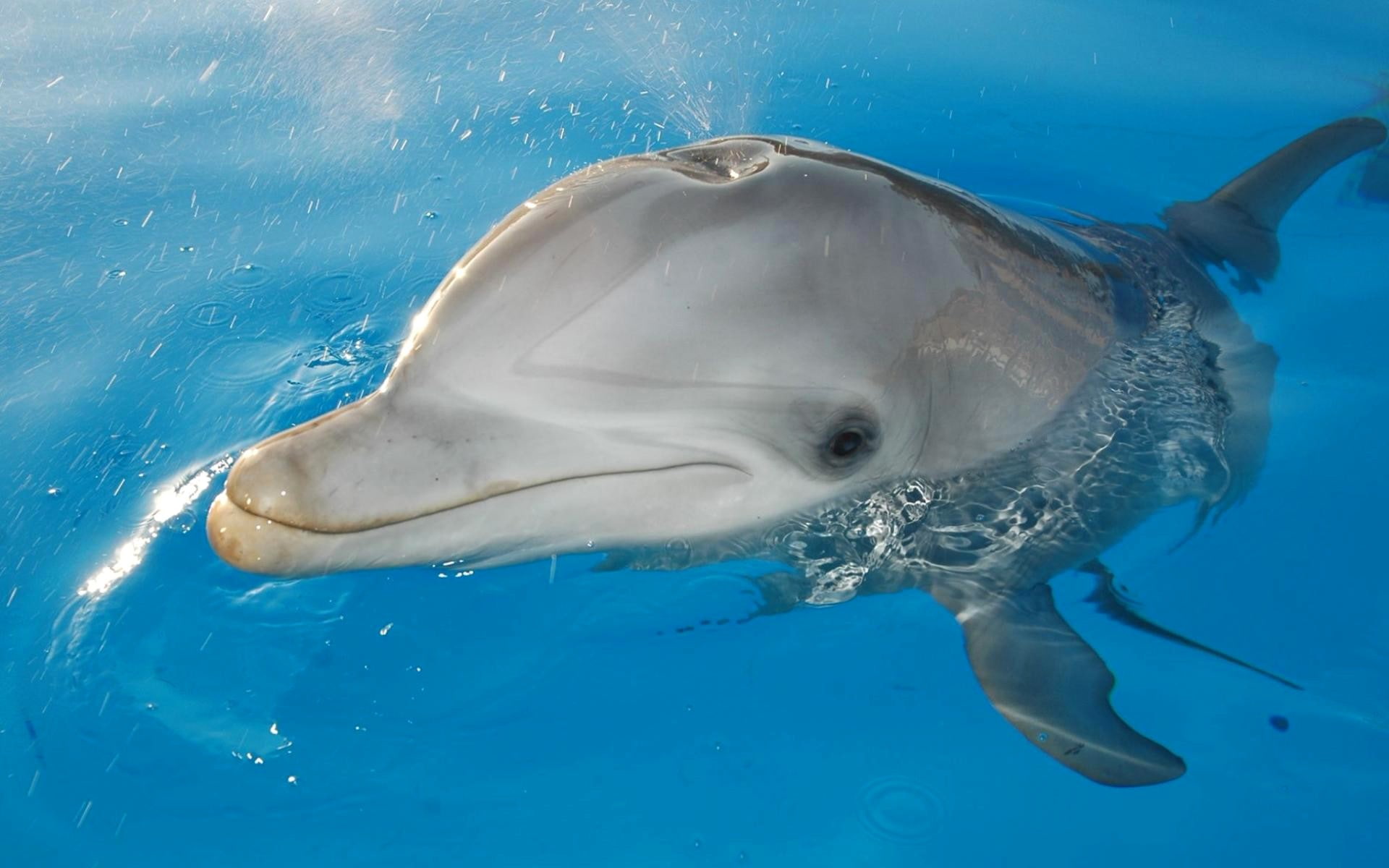 1080P, mammal, water, sea, dolphin, HD Wallpaper