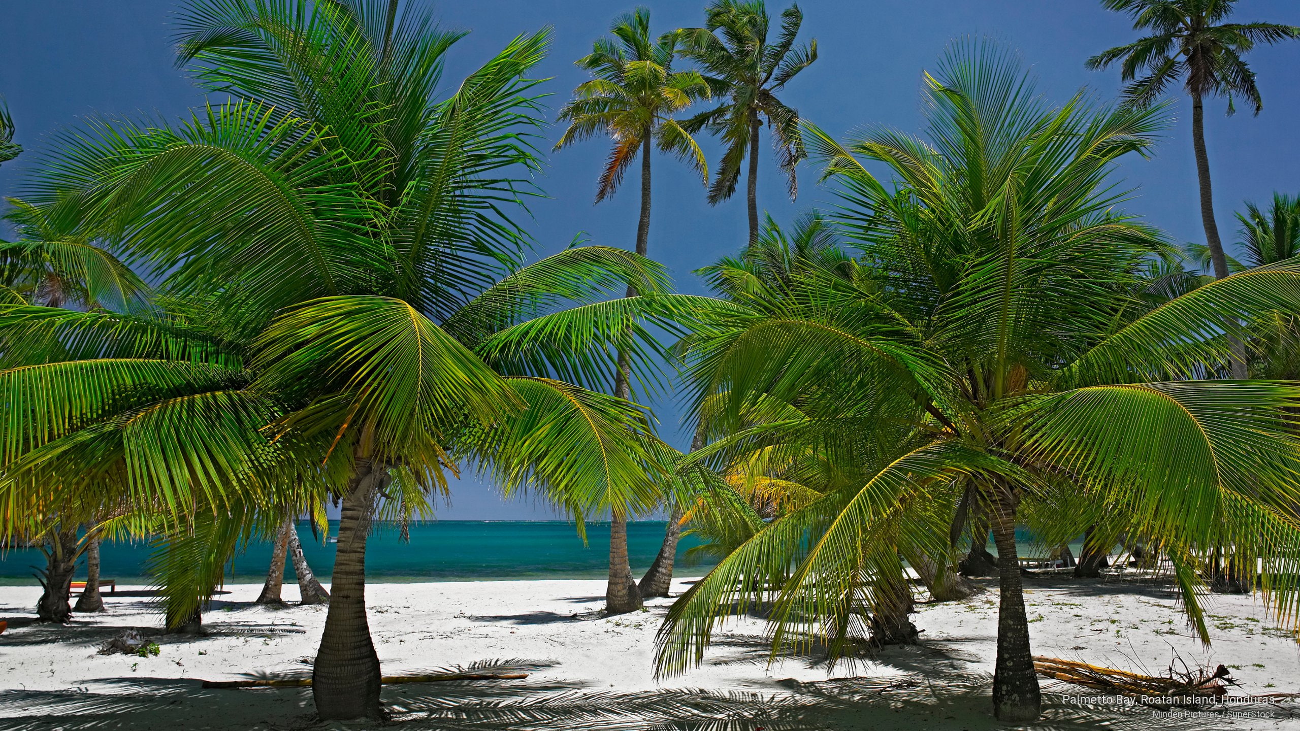 honduras, bay, island, Islands, roatan, palmetto, 2K, HD Wallpaper