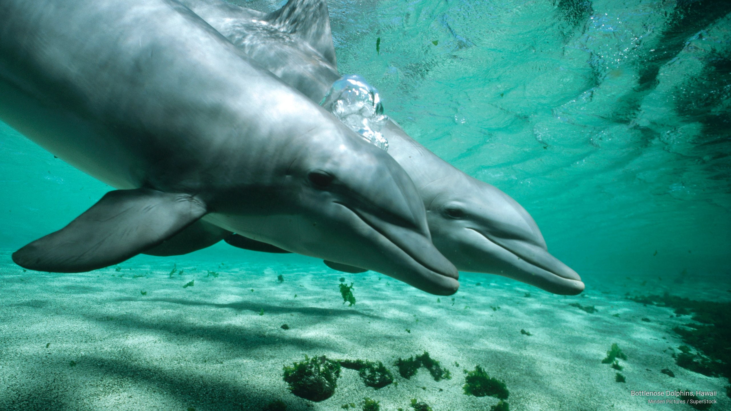 bottlenose, hawaii, dolphins, 2K, Animals, HD Wallpaper
