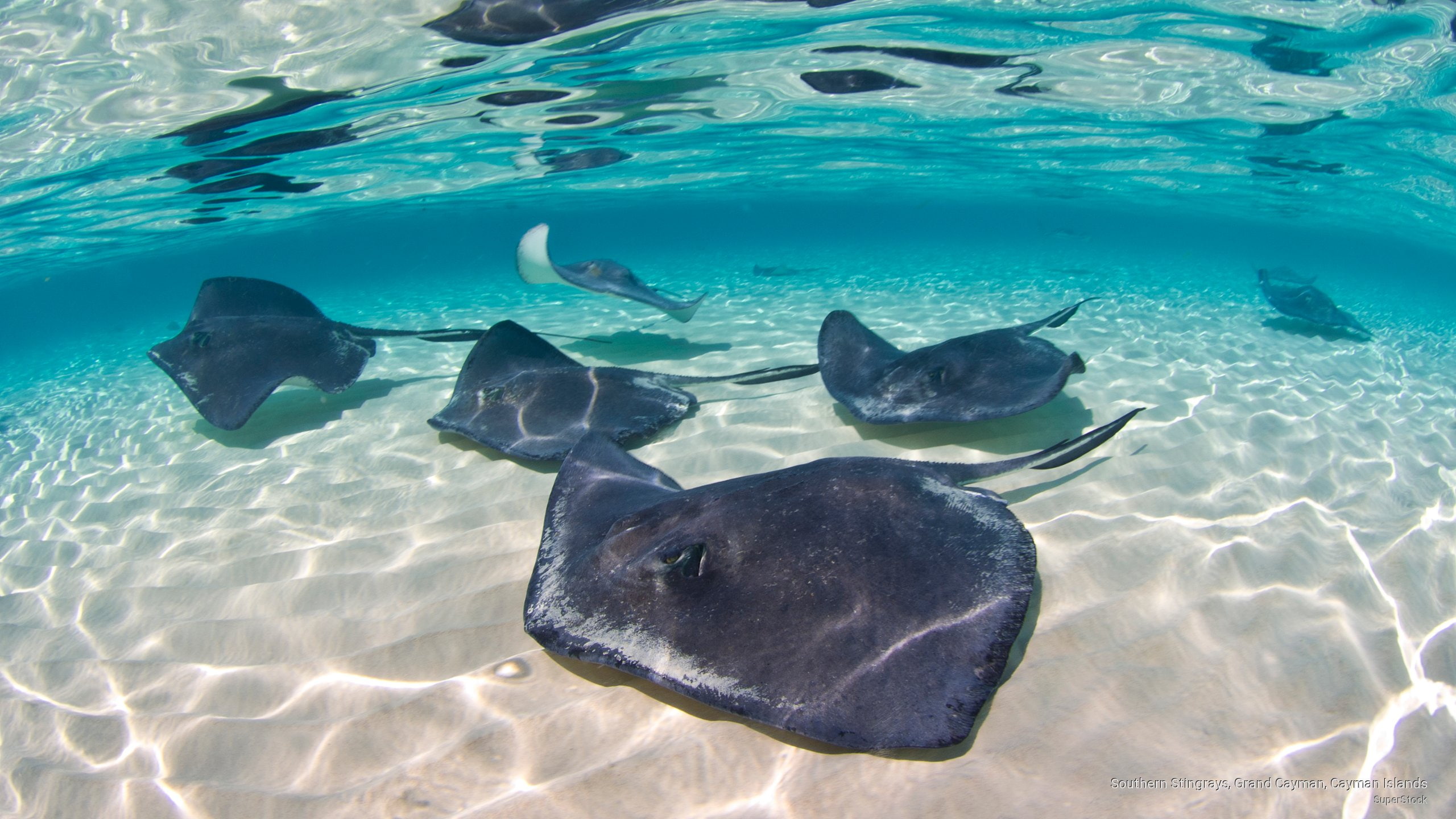 Ocean Life, stingrays, southern, 2K, cayman, grand, islands, HD Wallpaper