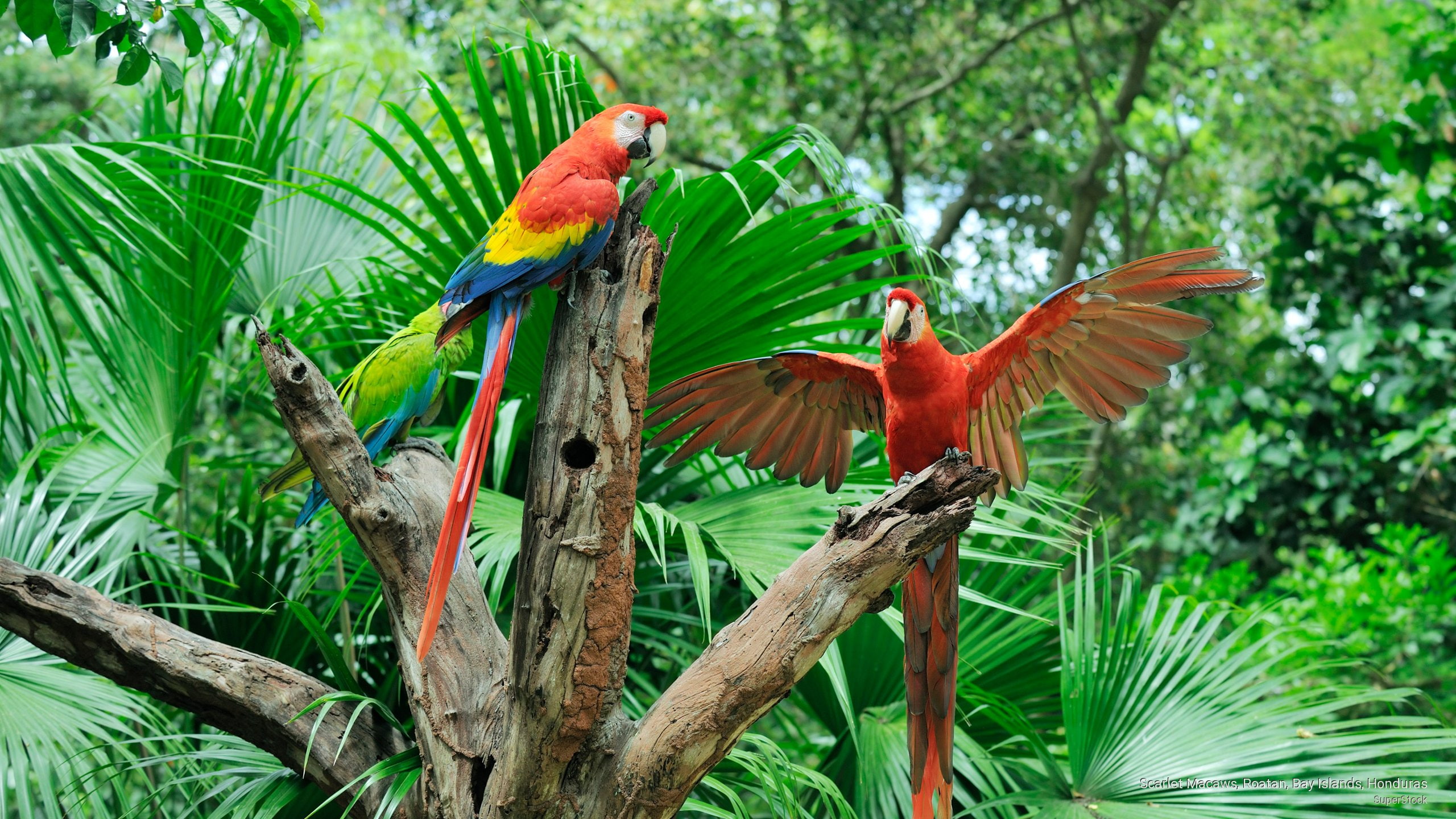 scarlet, roatan, macaws, honduras, 2K, Birds, islands, bay, HD Wallpaper