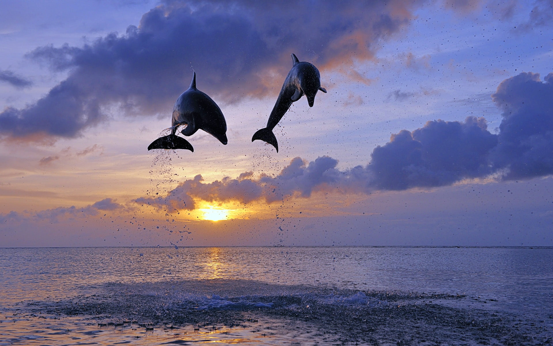 Sea, Dolphins, bottlenose, Sunset, Honduras, 1080P, HD Wallpaper