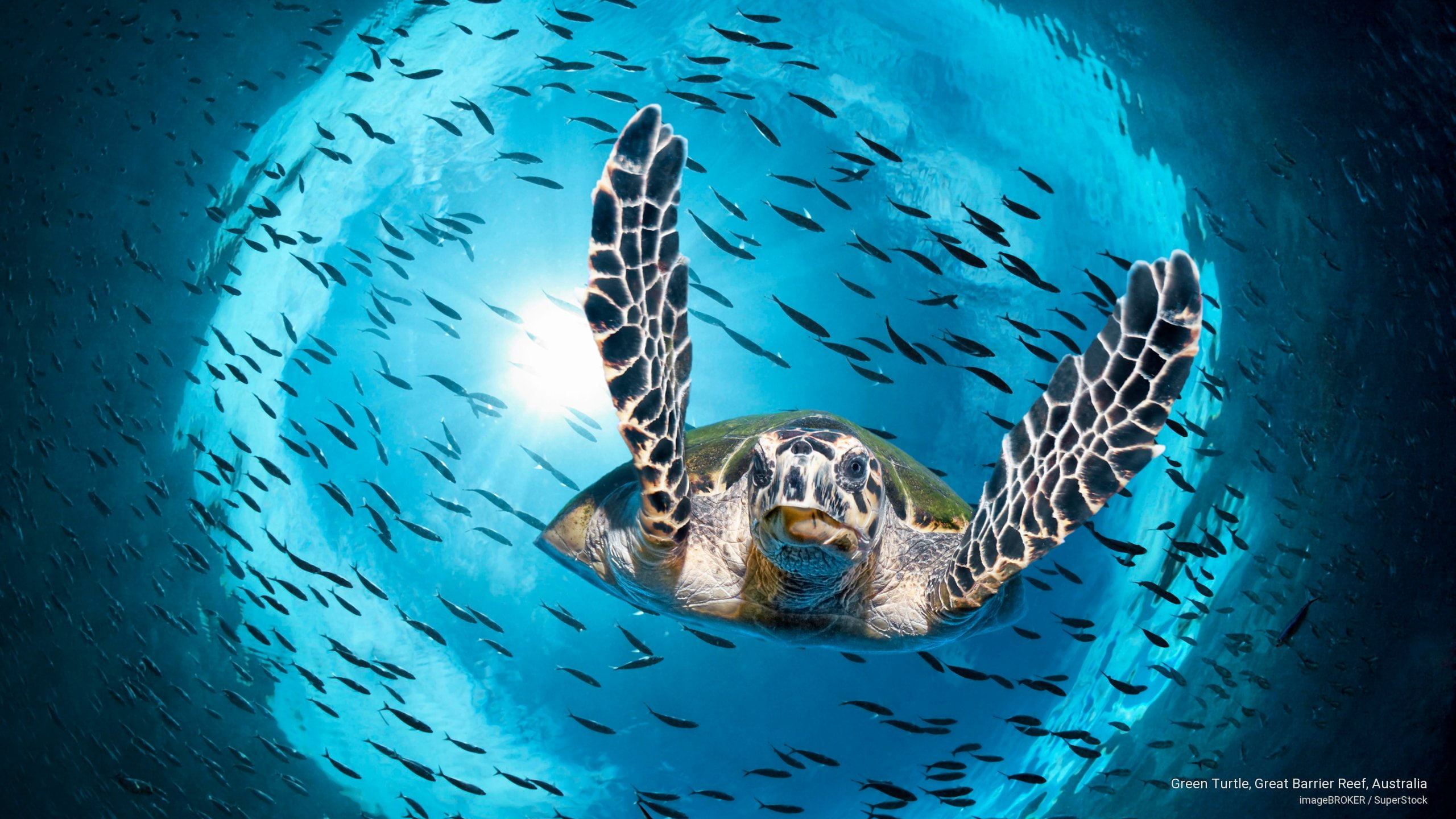 2K, green, Ocean Life, great, turtle, australia, barrier, reef, HD Wallpaper