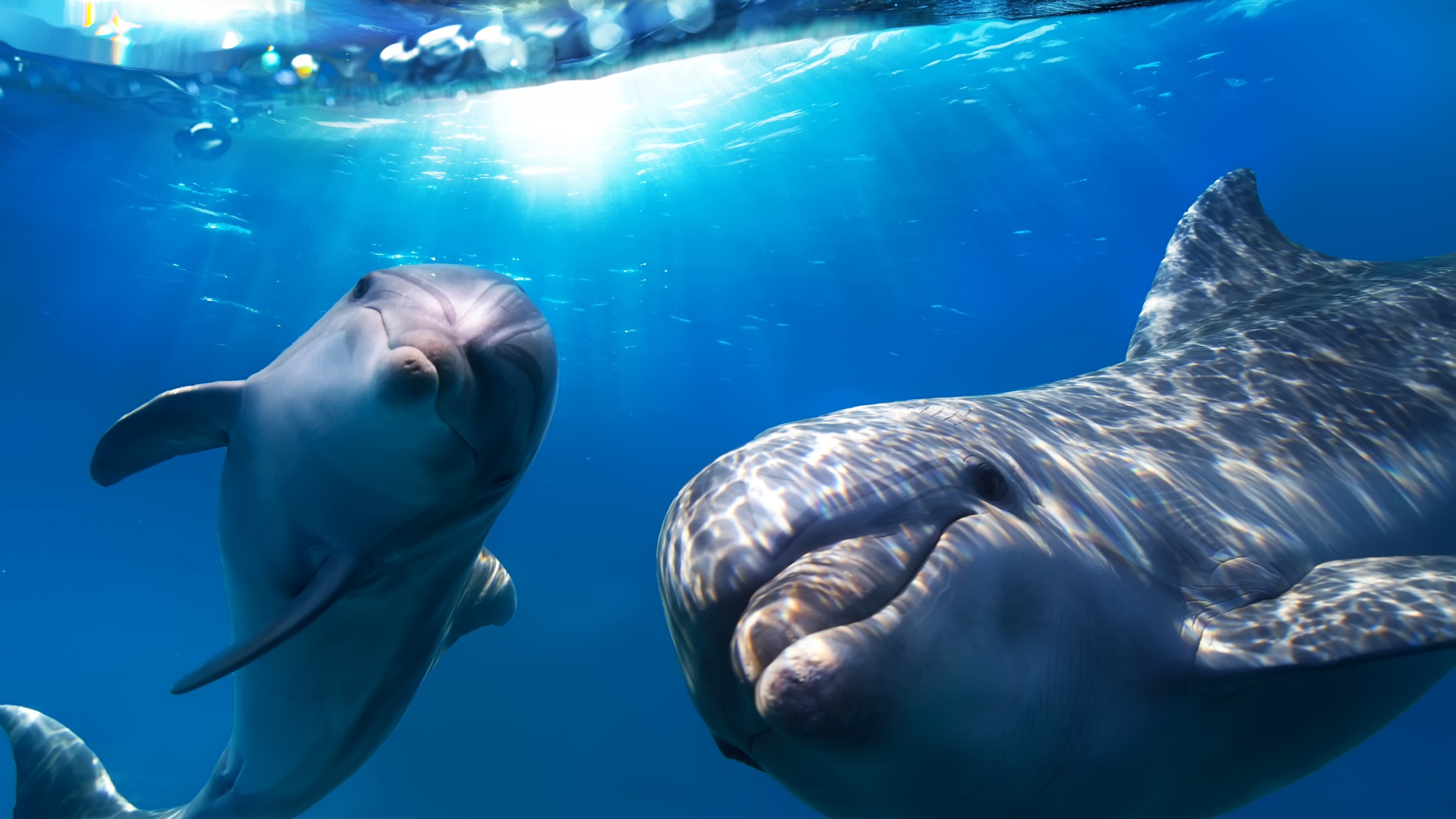 5K, shark, Dolphin, whale, Best Diving Sites, gray, underwater, HD Wallpaper