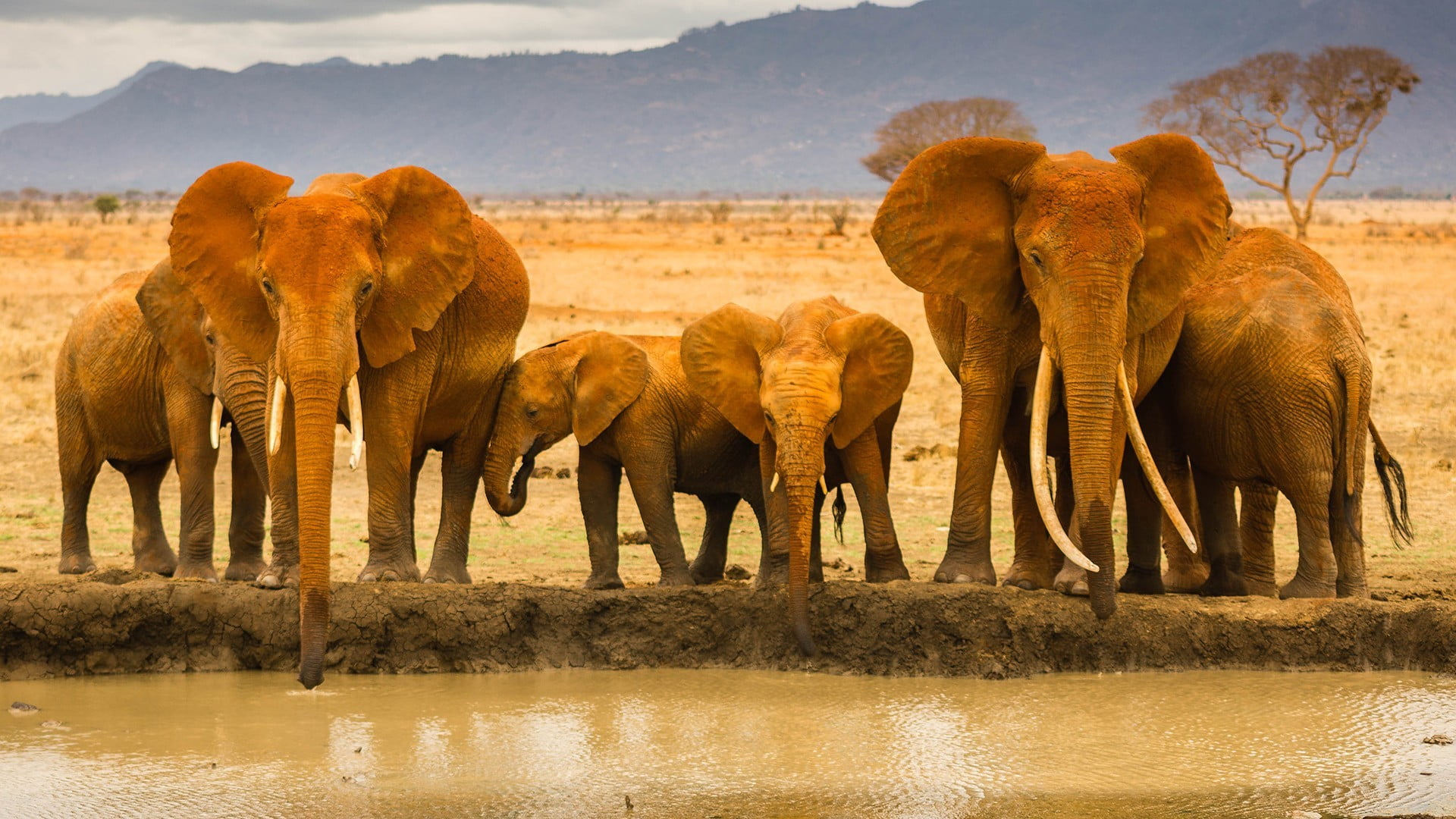 mammal, animal trunk, nature, animals in the wild, medium group of animals, group of animals, horse, herd, herbivorous, drink, water, 1080P, elephant, HD Wallpaper