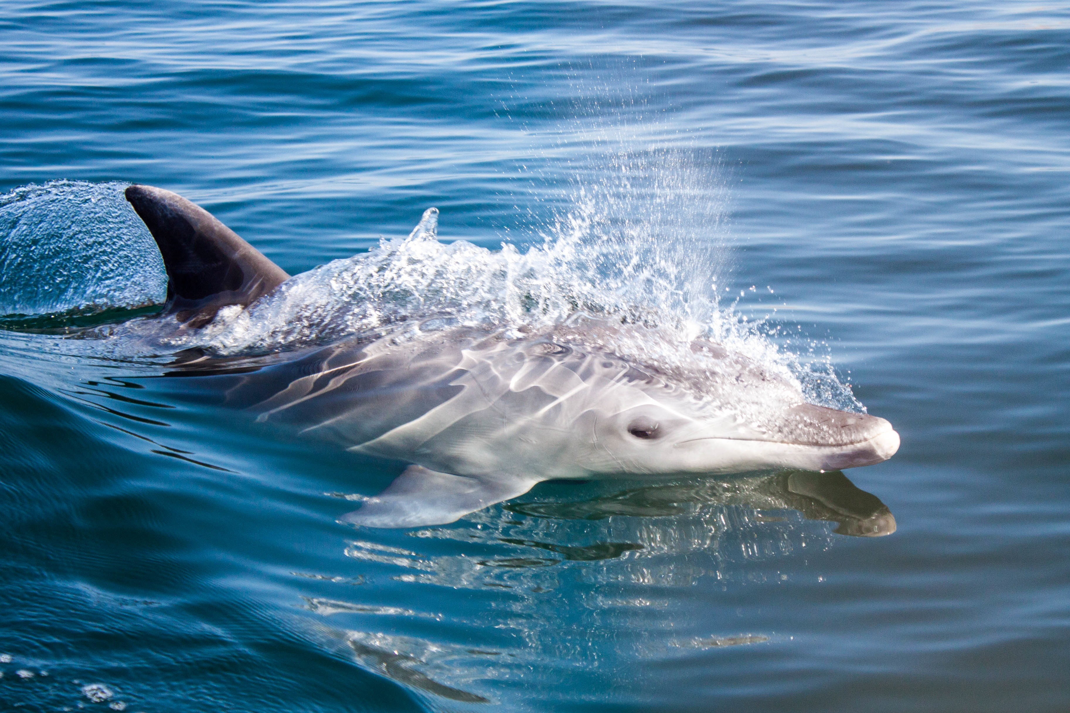 2K, sea life, nature, water, mammal, profile view, day, animal head, animals in the wild, aquatic mammal, outdoors, marine, dolphin, animal body part, HD Wallpaper