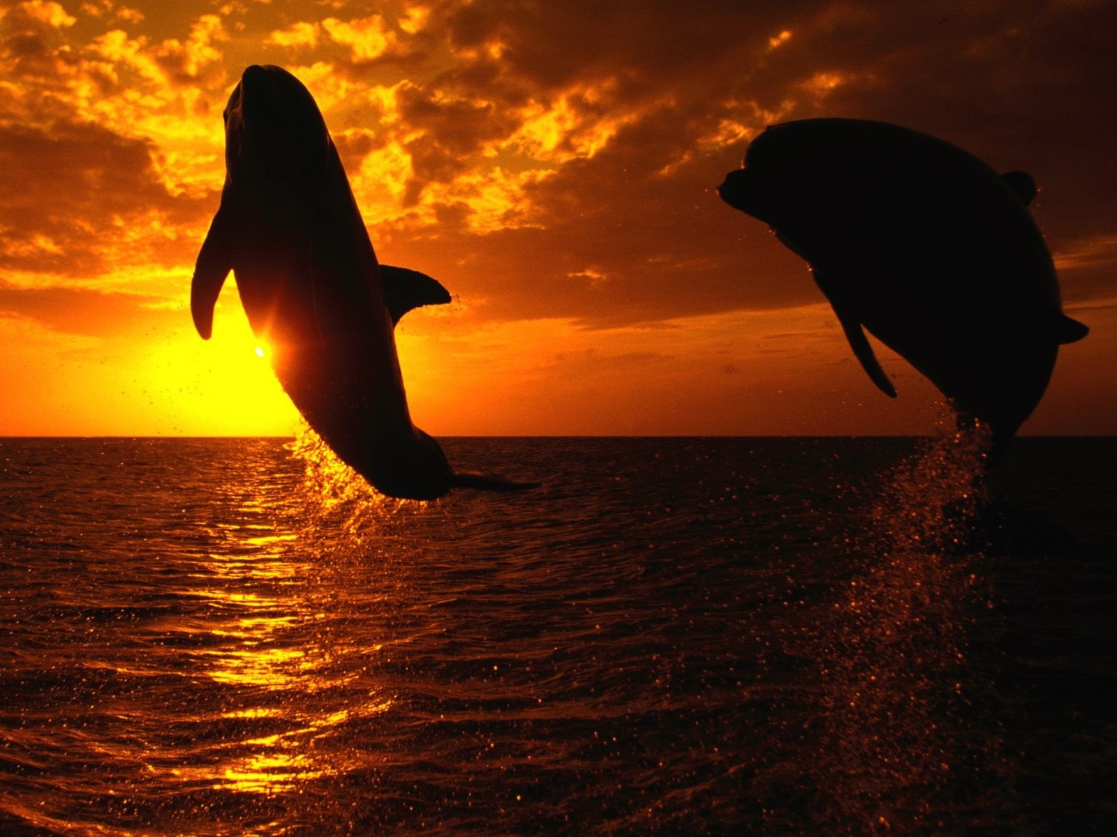 sky, horizon over water, group of animals, togetherness, animal themes, nature, beauty in nature, animals in the wild, sunset, sunlight, back lit, jumping, HD Wallpaper