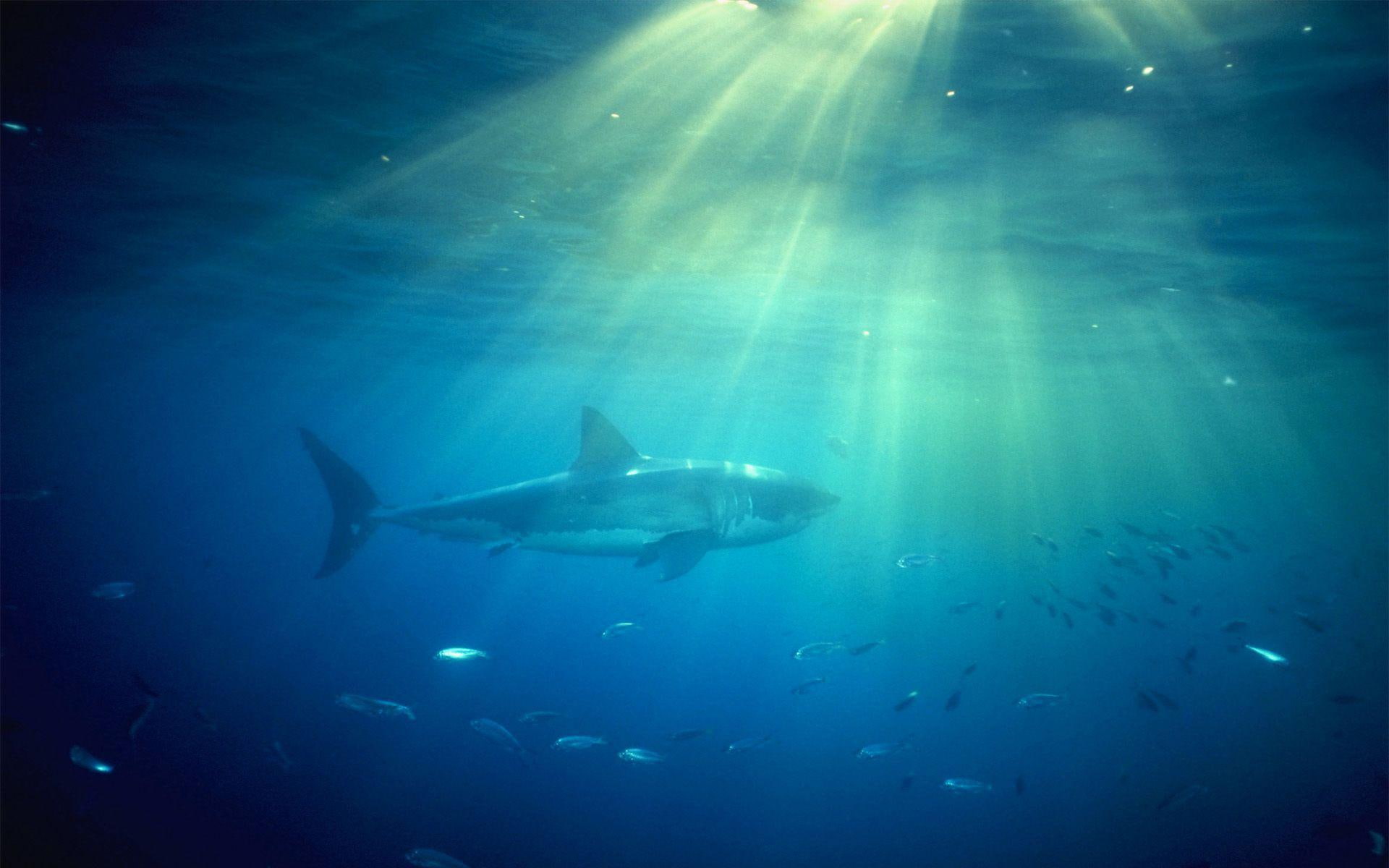 shark, blue, fish, smaller, gray, 1080P, sharks, digital art, 1920x1200, ocean, HD Wallpaper