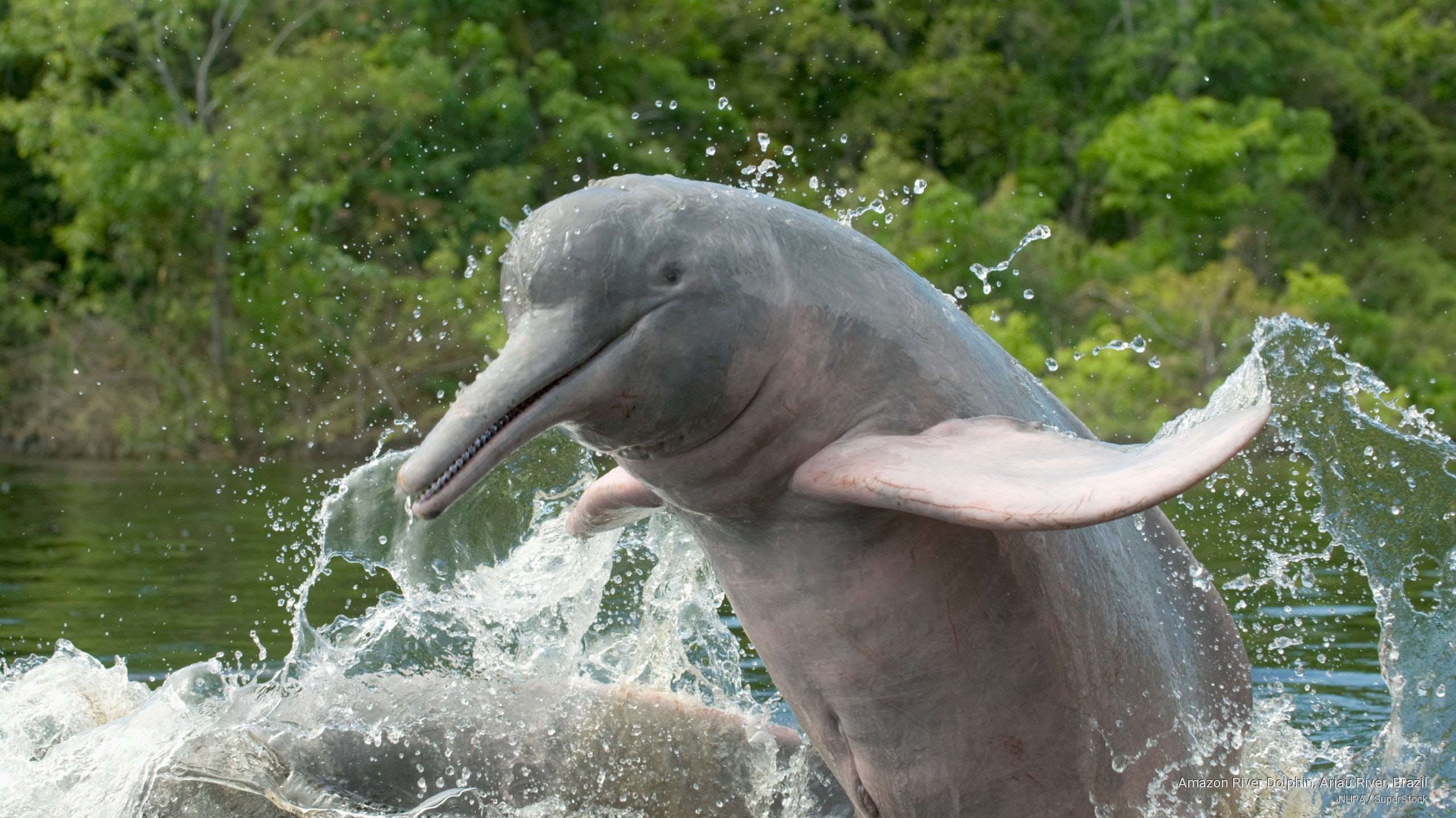 ariau, dolphin, amazon, brazil, 2K, Animals, river, HD Wallpaper