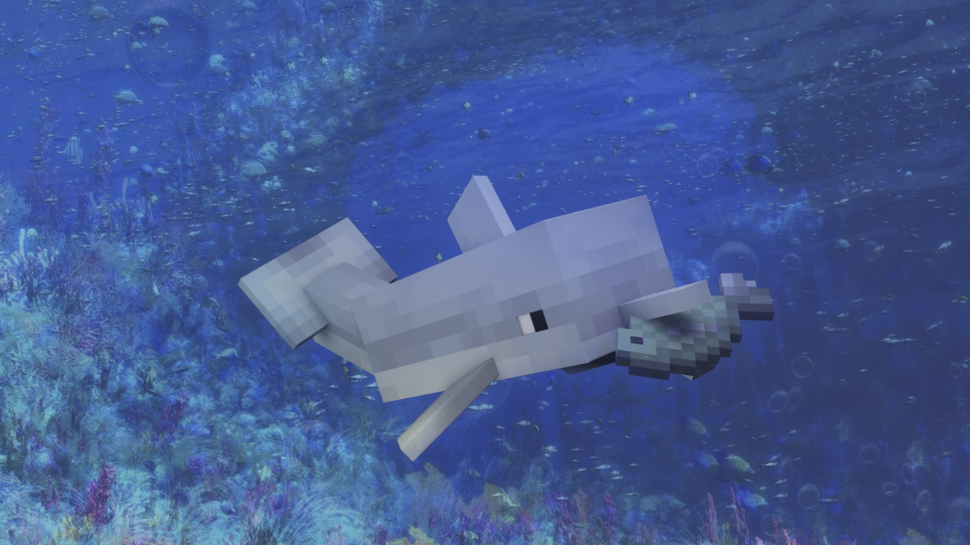 1080P, Dolphin, Video Game, Water, Minecraft, HD Wallpaper