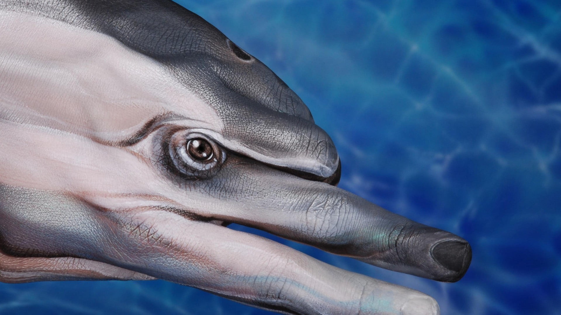 animal head, saltwater fish, animal, eye, fingers, vertebrate, animals in the wild, animals, human body part, animal body part, eyes, hand, dolphin, blue, HD Wallpaper