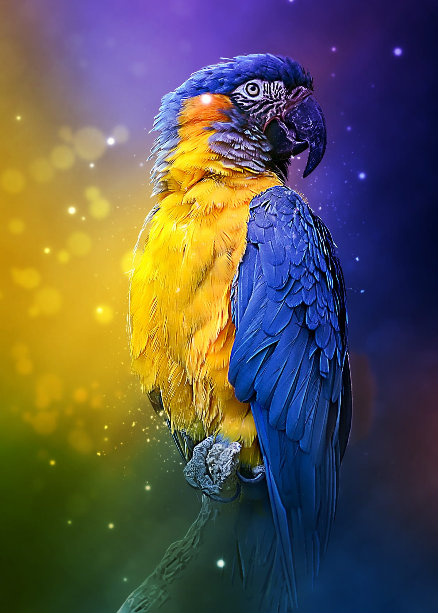 focus on foreground, no people, exotic, nature, tropical, illumination, digital manipulation, parrot, vertebrate, yellow, wildlife, multi colored, animal, Phone HD Wallpaper