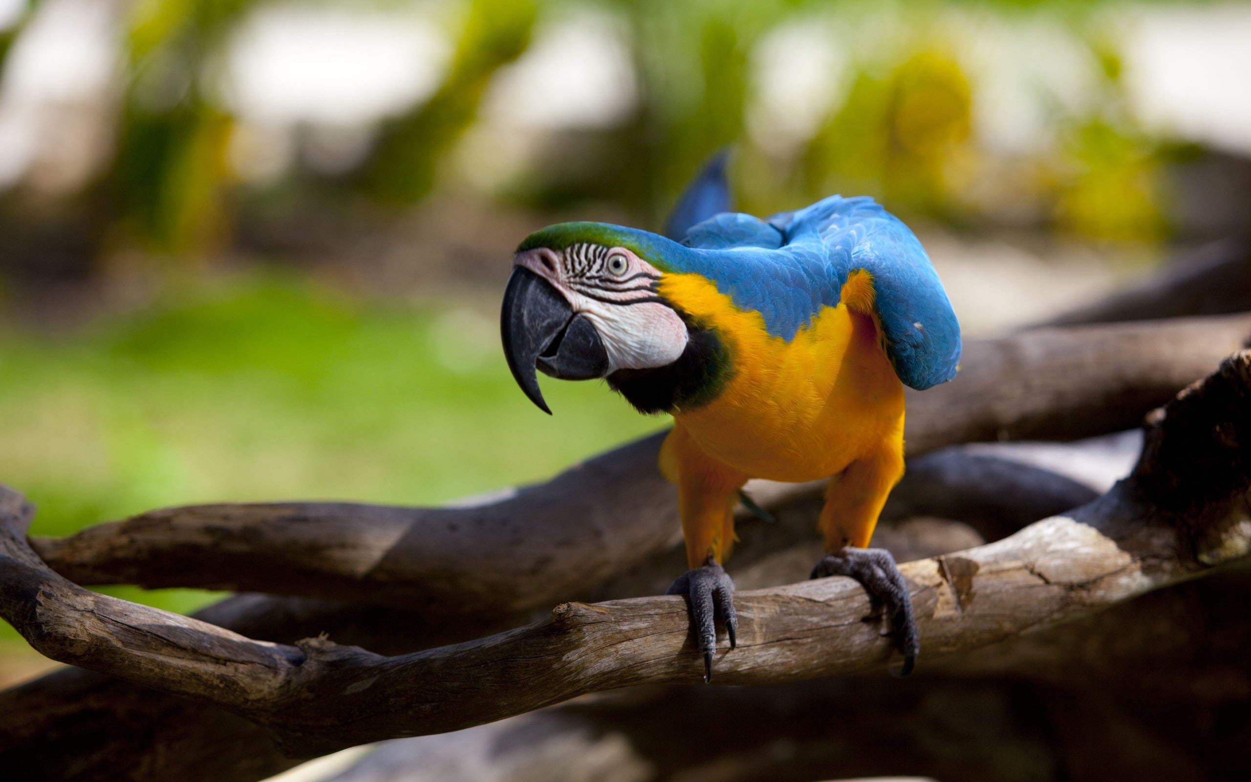 animals, 2K, branch, parrot, macaws, birds, HD Wallpaper