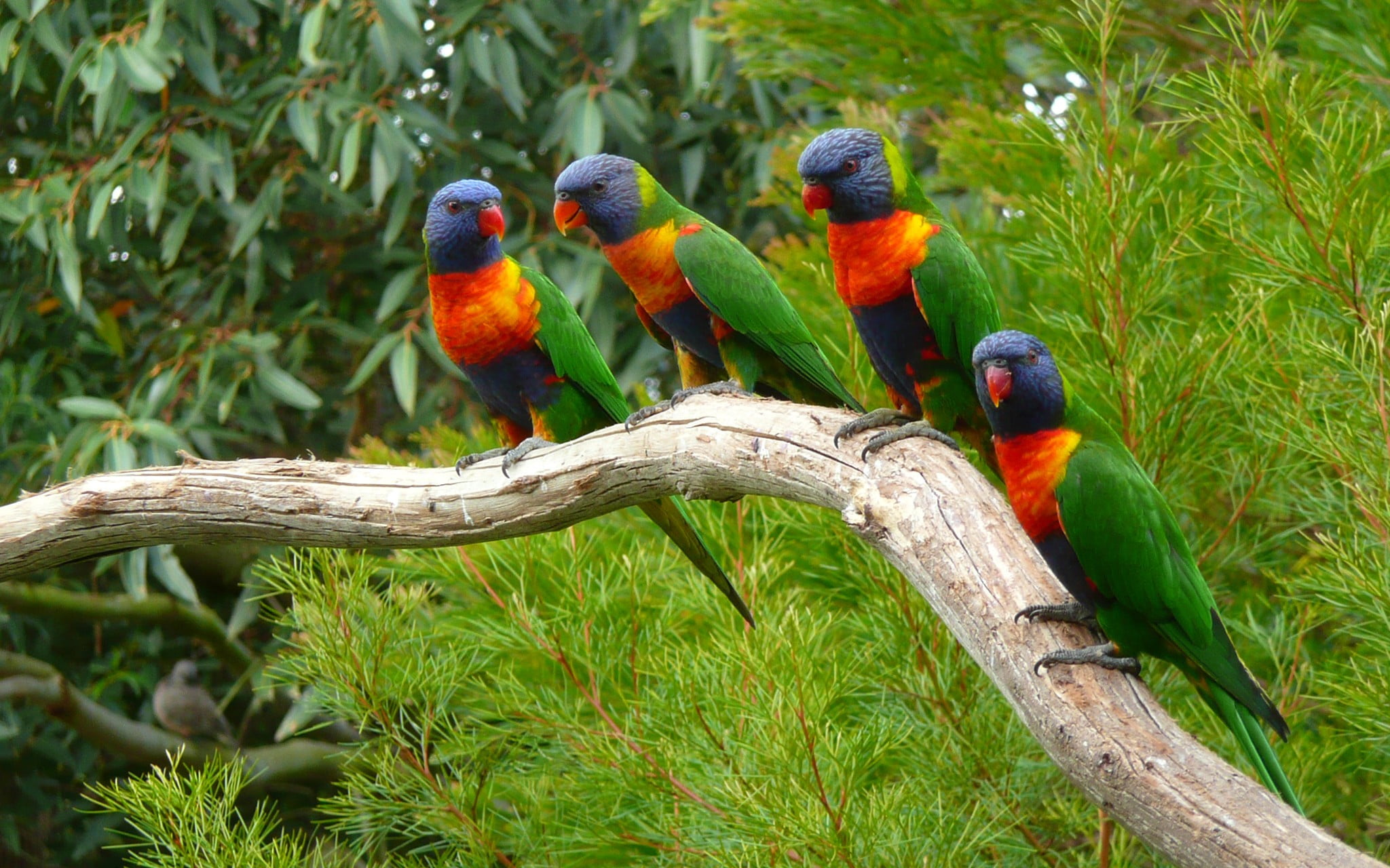 plant, 1080P, beauty in nature, branch, green color, group of animals, tree, two animals, parakeets, birds, day, outdoors, animal wildlife, animal, animals in the wild, HD Wallpaper